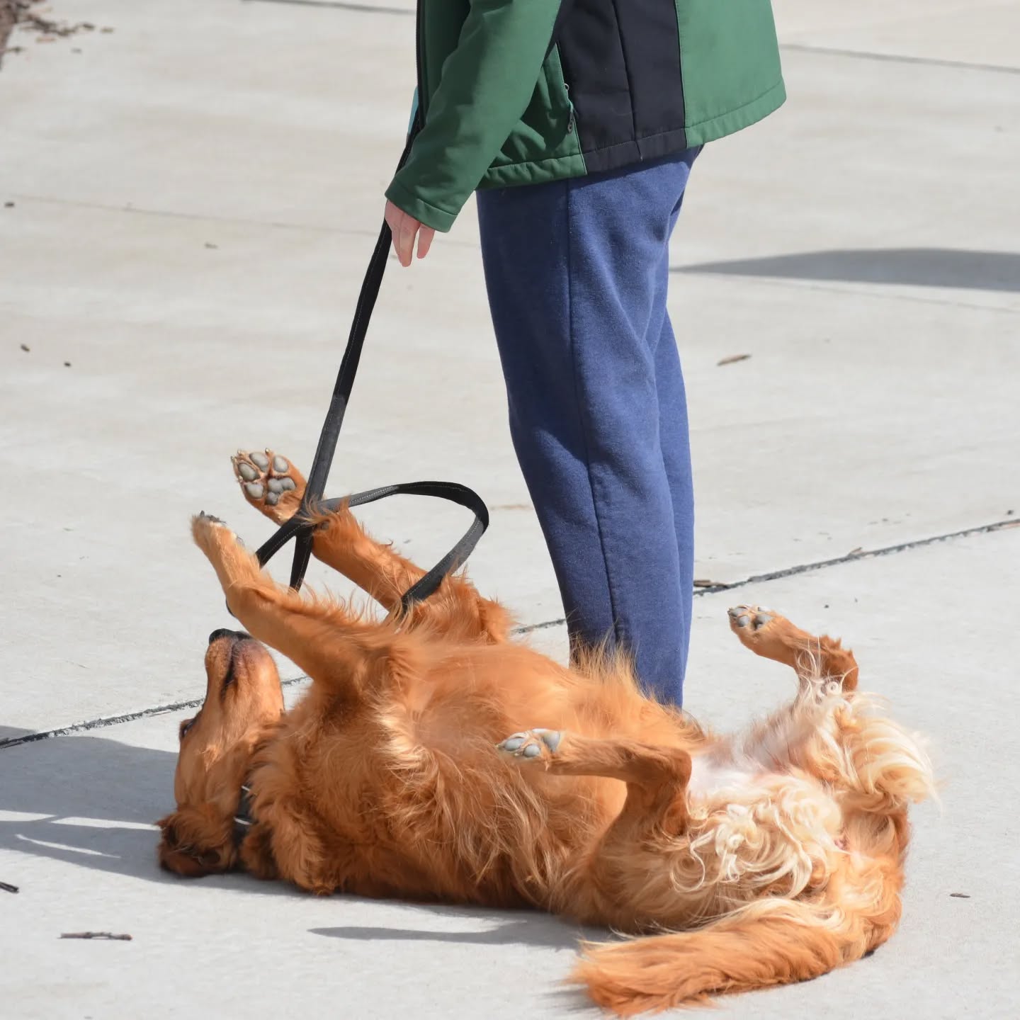 Training doesn't always have to be so serious. With each command we give, we expect our dogs to hold it, until we give them another command or until we give them a release word. Their release word is sooo important because it let's them know. Hey! I can still be a dog and have fun.