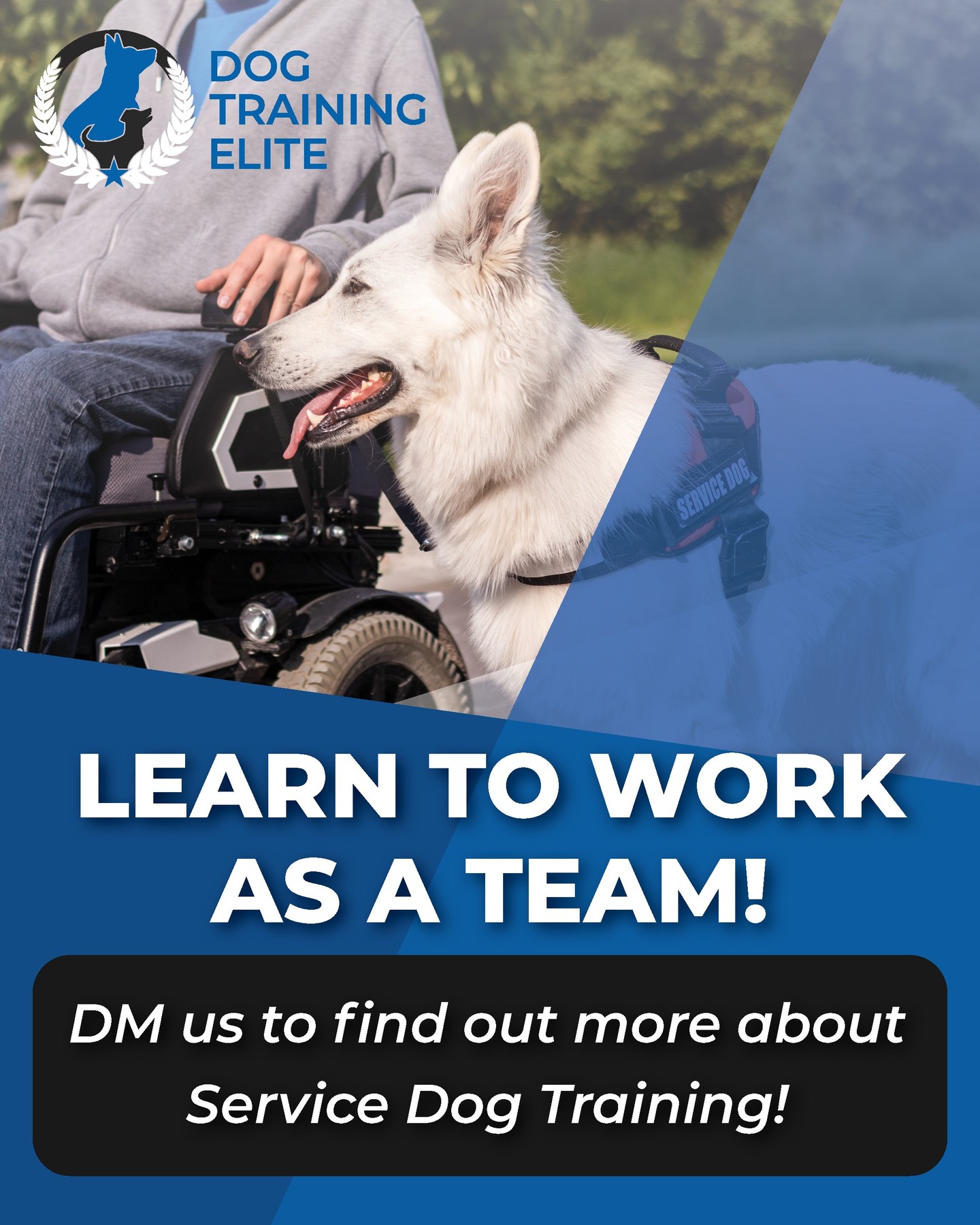 🐾 At Dog Training Elite, we specialize in transforming pups into life-changing service dogs! 🦮✨ Whether you need support, companionship, or increased independence, our expert trainers are here to help your dog reach their full potential. Ready to start your service dog journey? Let’s unleash greatness together! 