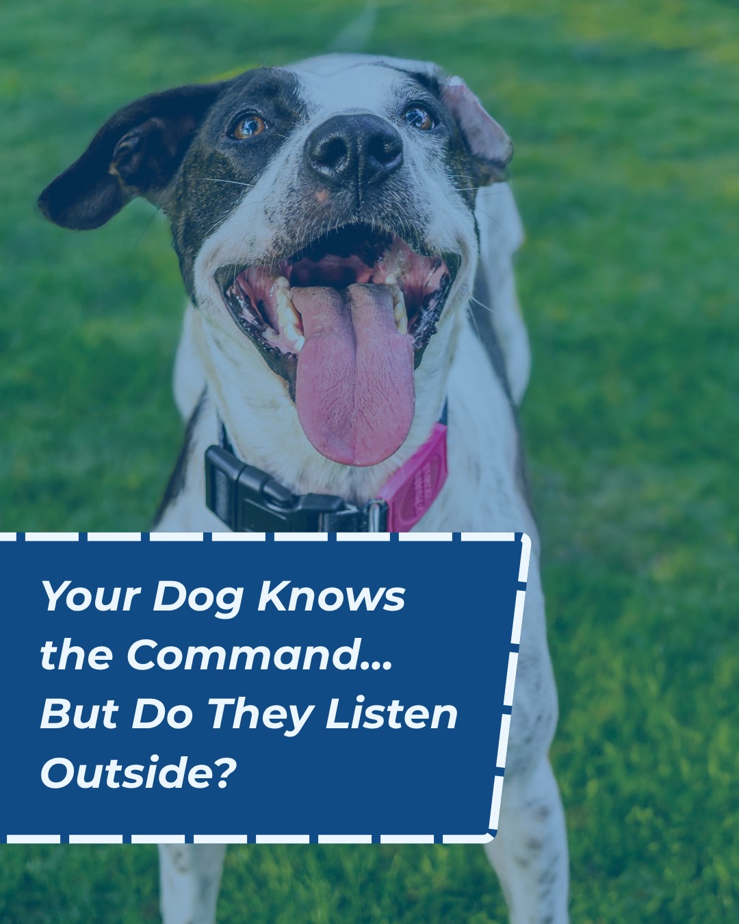 Your Dog Knows the Commands&hellip; But Do They Listen Outside?

&ldquo;Sit.&rdquo; ✅
&ldquo;Down.&rdquo; ✅
&ldquo;Come.&rdquo; ✅
&ldquo;Place.&rdquo; ✅

At home? Rock star. 🌟
Outside with dogs, people, squirrels, smells, and excitement? Suddenly, it&rsquo;s &ldquo;Sit? Never heard of it.&rdquo; 😂

Knowing a command and reliably following it around distractions are two very different things.

At Dog Training Elite Kansas City, we help you take the skills your dog has learned and put them to work in the real world&mdash;where good behavior really matters.

🐕 Because a well-trained dog shouldn&rsquo;t only listen in the living room.

