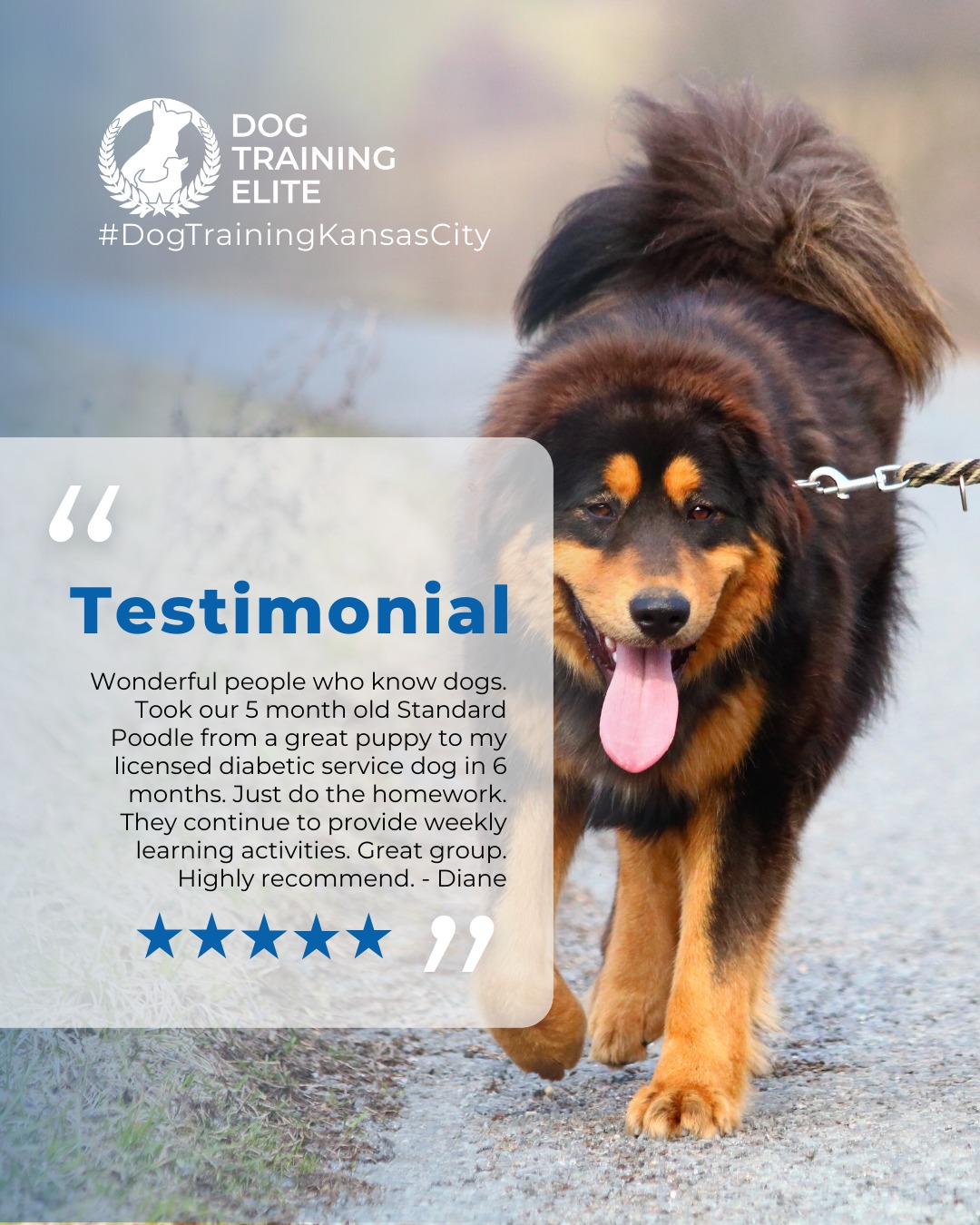 &ldquo;Wonderful people who know dogs. Took our 5 month old Standard Poodle from a great puppy to my licensed diabetic service dog in 6 months. Just do the homework. They continue to provide weekly learning activities. Great group. Highly recommend.&rdquo; - Diane

There&rsquo;s nothing better than watching a dog, and their owner, gain confidence together. 🐾

Whether it&rsquo;s tackling leash reactivity, mastering obedience, or building trust in busy environments, we love seeing the transformation that happens through consistency and teamwork.
Every success story reminds us why we do what we do. ❤️

💬 Have a story to share about your training experience with Dog Training Elite Kansas City, Overland Park, or Lee's Summit? We&rsquo;d love to hear it!

 🎯 From basic obedience to advanced service dog training, Dog Training Elite Kansas City helps dogs nearOverland Park build better behavior and stronger bonds this season. 🐾
 📍 https://maps.app.goo.gl/gRdBPWCrfbzeXenu9


