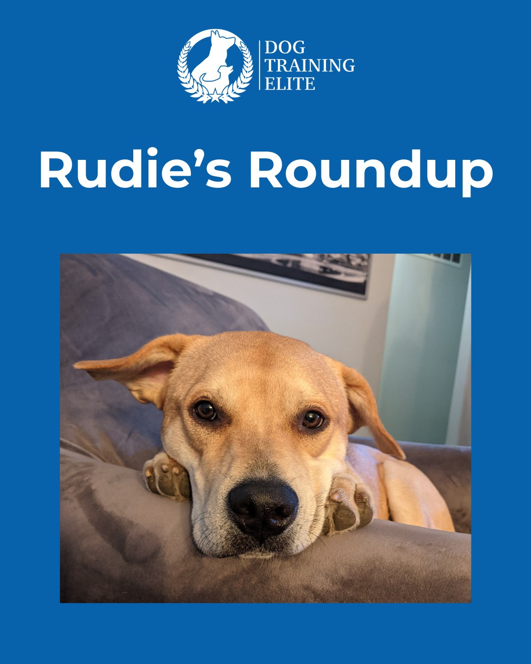 Welcome to Rudie&rsquo;s Roundup, a weekly question/ discussion for sharing your thoughts and hearing from others on all things dog-related!
This week&rsquo;s question:

What is your dog&rsquo;s favorite toy or game to play?

, , , 