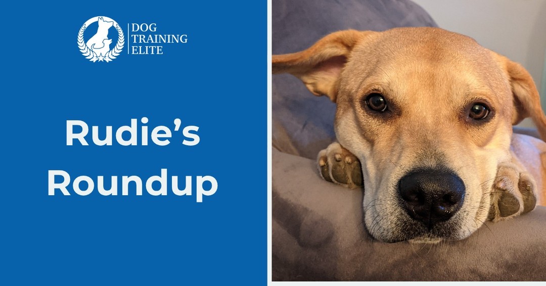 Welcome to Rudie&rsquo;s Roundup, a weekly question/ discussion for sharing your thoughts and hearing from others on all things dog-related!
This week&rsquo;s question:

Does your dog like watching TV? If so, what&rsquo;s your pup&rsquo;s favorite show?

