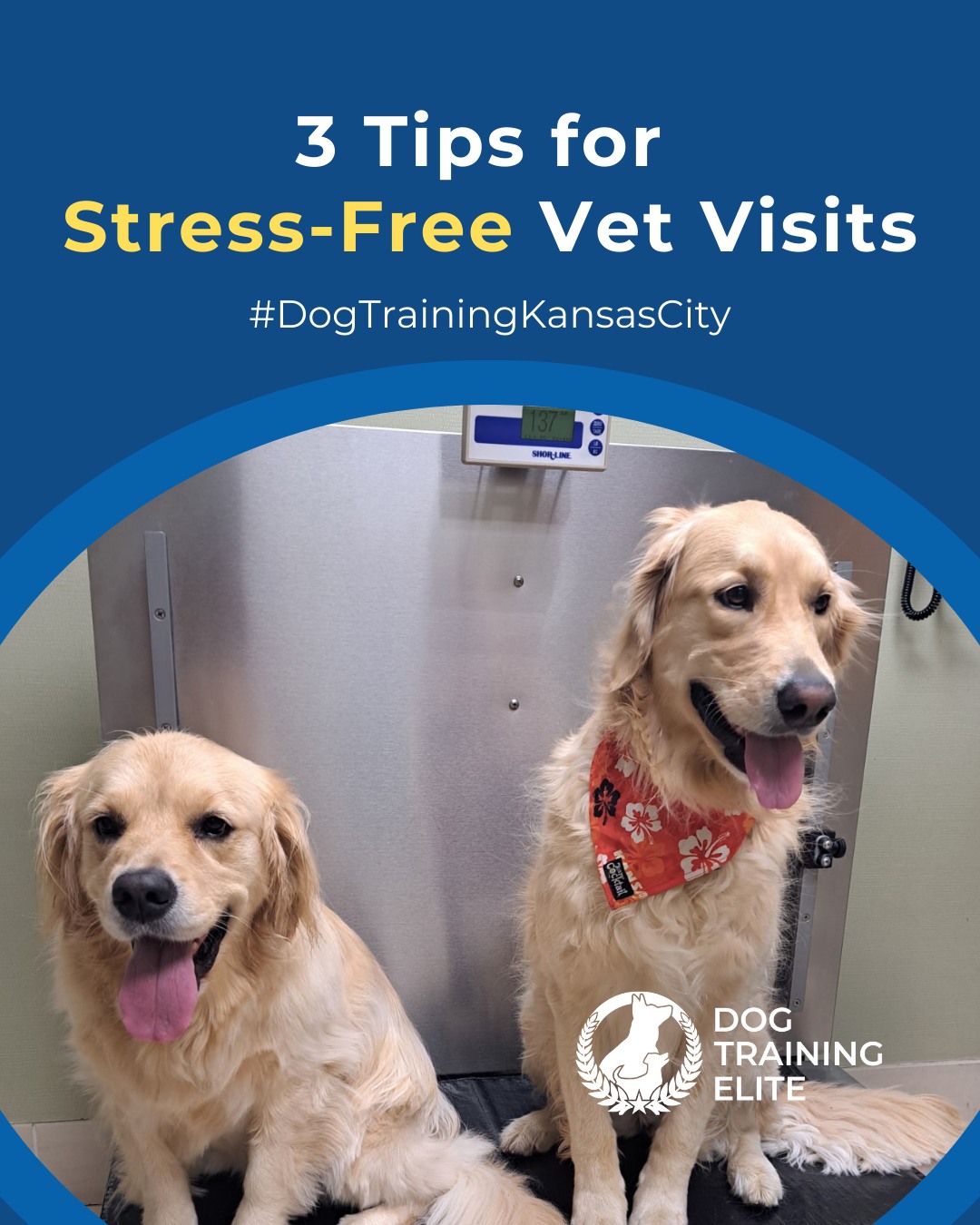 If vet visits feel stressful for your dog, you’re not alone. 💉🐾

New sounds, smells, and handling can trigger anxiety but with the right approach, you can help your dog feel safe and in control.

Here are three quick tips to get your pup prepared.
 🐾 Practice short handling sessions at home
 🐾 Reward calm behavior often
 🐾 Let your dog explore the clinic environment before the visit

Confidence comes from preparation!

🎯 From basic obedience to advanced service dog training, Dog Training Elite Kansas City helps dogs near Union Station build better behavior and stronger bonds this fall. 🐾
 📍 https://maps.app.goo.gl/gRdBPWCrfbzeXenu9


