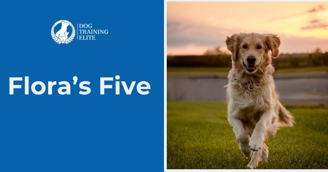 Welcome to Flora&rsquo;s Five- a great place to get (and give) ideas related to your dog. This week&rsquo;s Five: 

5 Tips for a Safe & Happy Howl-o-ween:

Halloween is full of spooky surprises, but it doesn't have to be scary for your furry friends! Here are five tips to keep your pup safe and happy this Halloween.

1. Keep the Treats for the Humans:
Chocolate, xylitol, and other candy ingredients can be dangerous for dogs. Keep the candy bowl out of paw's reach!

2. Practice Door Manners:
With trick-or-treaters coming and going, practice threshold training and the Place command to prevent your pup from making a spooky escape!

3. Costumes Should Be Comfortable:
If your dog wears a costume, make sure it fits properly, doesn't restrict movement, and won't cause overheating. Not every dog enjoys dressing up!

4. Create a Spook-Free Zone:
Doorbells, costumes, and excited kids can overwhelm even the friendliest dogs. Give your pup a quiet, comfortable space to relax away from the excitement.

5. Walk Before the Witches Come Out:
Take your dog for a walk before dark to burn off energy and avoid crowded sidewalks filled with little ghosts and goblins.

Remember: A well-trained dog is a safer, happier dog!

