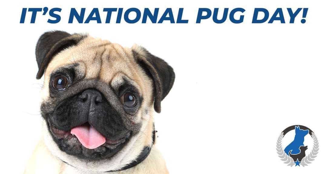 October 15th is National Pug Day. Little dogs with colossal personality. Gotta love them.
DogTrainingElite.com/Kenosha