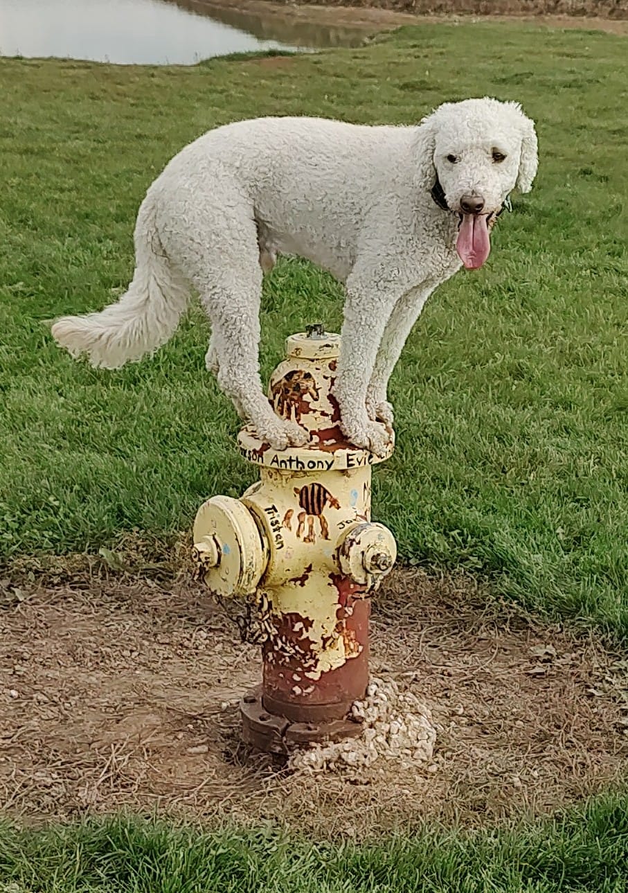 Max showing off while playing 'King of the Hydrant' at Ingram Park in Pleasant Prairie, WI.
DogTrainingElite.com/Kenosha