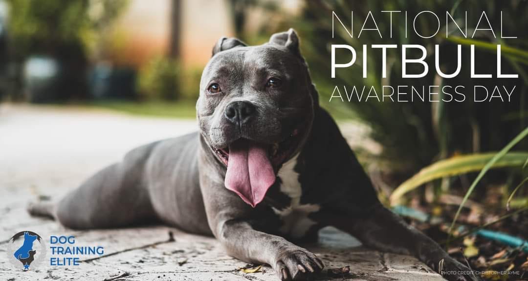 October is Pitbull awareness month. I grew up thinking Pitbulls were all mean. I could not of been more wrong. They are sweet, loyal, smart, and strong. Good training from Dog Training Elite of Kenosha & Chicagoland North and a breed educated & loving family are a great start for an awesome Pitbull.

DogTrainingElite.com