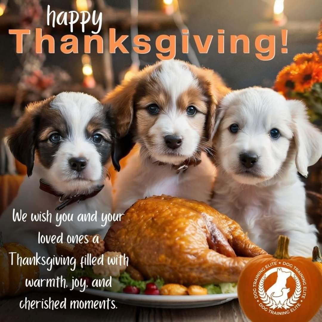 Happy Thanksgiving Sunday from Jeff, Lara, and all your friends at Dog Training Elite of Kenosha and Chicagoland North.