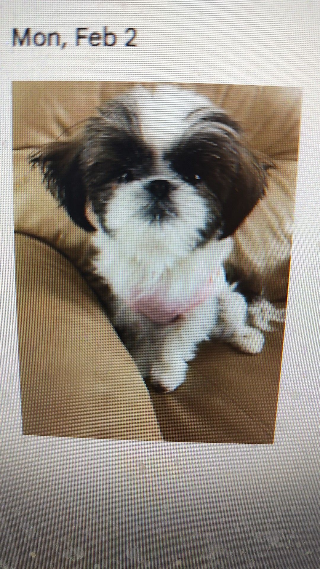 Hey everyone,
Not often that you will see from me something like this, but I have a client who, for valid reasons, needs to rehome her 1yr old, 6lb, well trained, Maltese. A happy, friendly, full of energy, companion dog for the right person, couple, or family. If you are interested, call me, text me, or message me.
Jeff