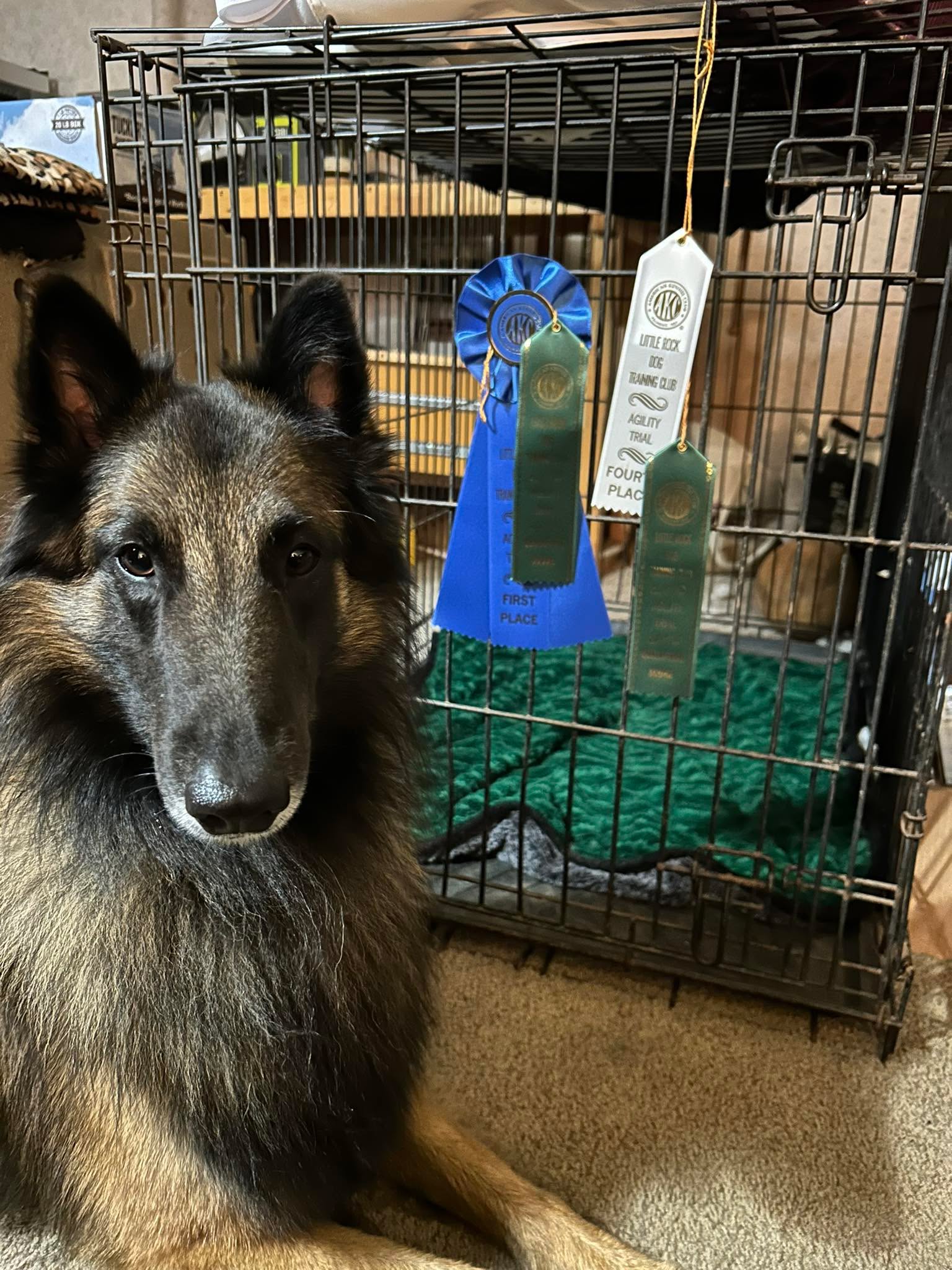 This weekend we spent the last three days at the Little Rock Dog Training Club agility trial.  Diego&rsquo;s ribbons came from Friday, two cues one with a first place and one with a fourth place. We came close to getting Diego&rsquo;s Novice JWW title on Sunday but Mom moved a little too soon to her next job.

Diego gets quite barky and pushy while in the ring, and we did find some additional holes in our training, especially how to calm ourselves when we are ready to go into the ￼ring to compete. This is a team sport and both Diego and I need to work on that calming part. ￼￼