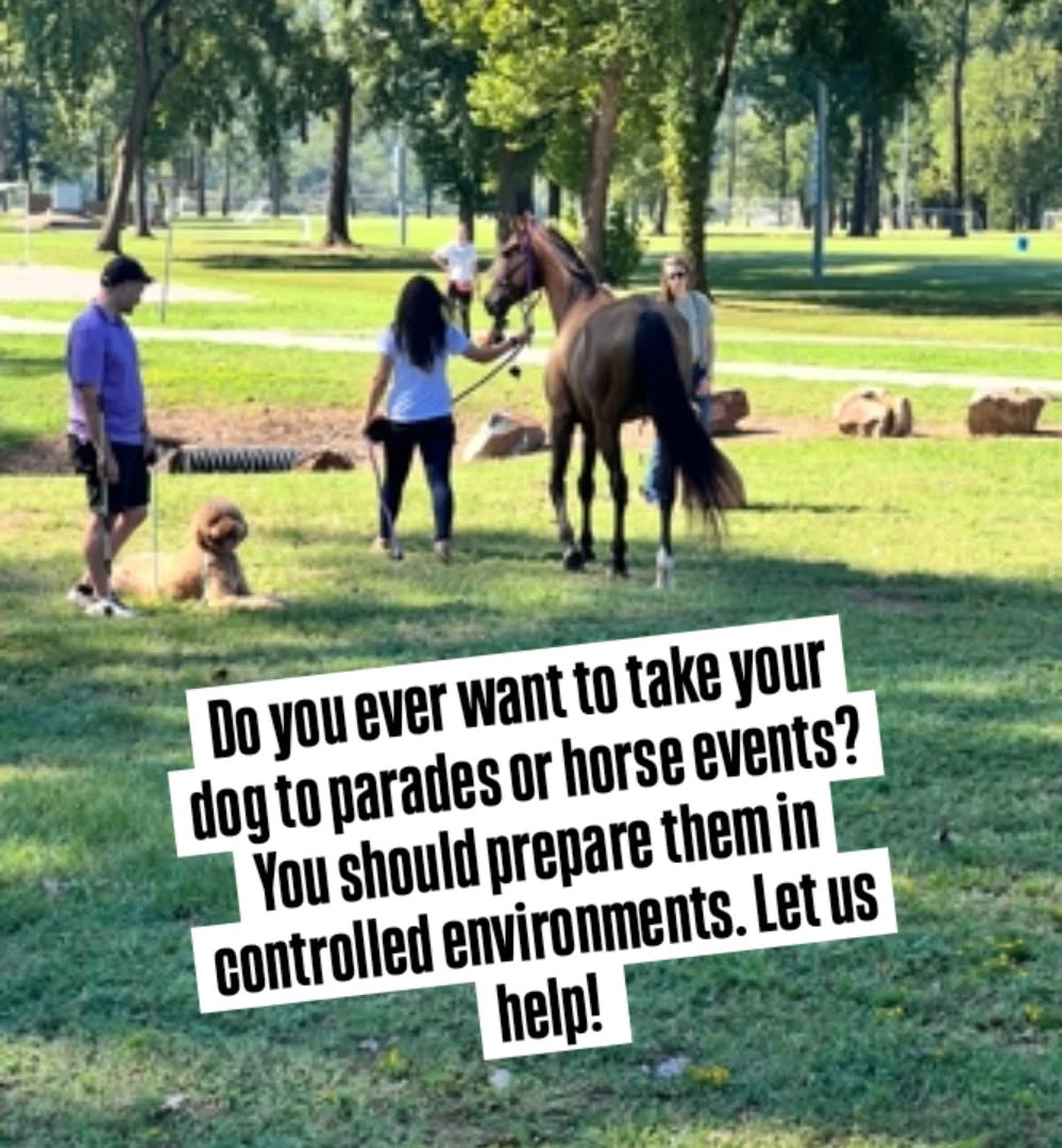 Do you ever want to take your dog to parades or horse events? You should prepare them in controlled environments. Let us help! 