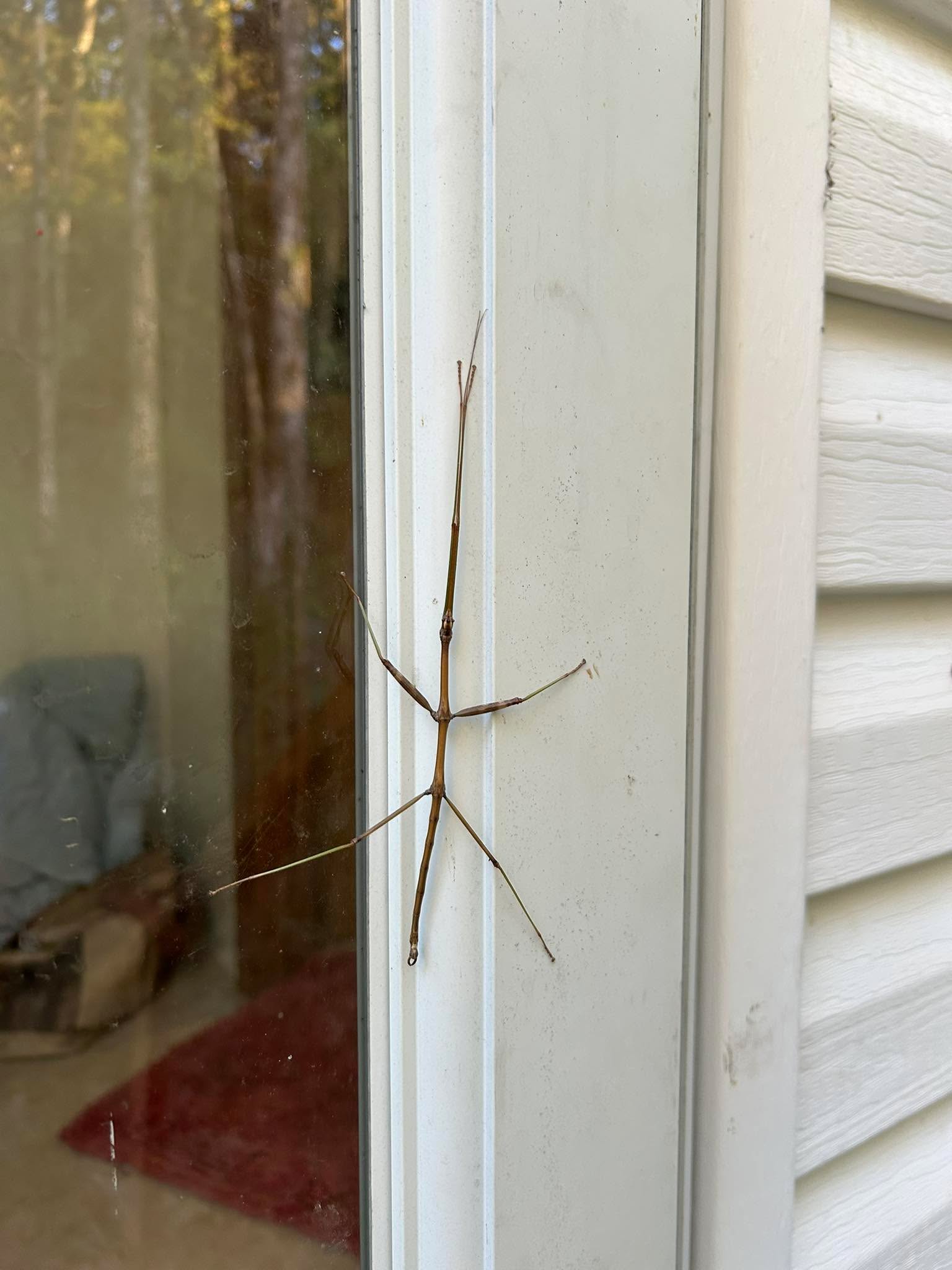 It&rsquo;s been a while since I&rsquo;ve seen one of these, the last time was in California on someone&rsquo;s lawn, and Kiki alerted to it.