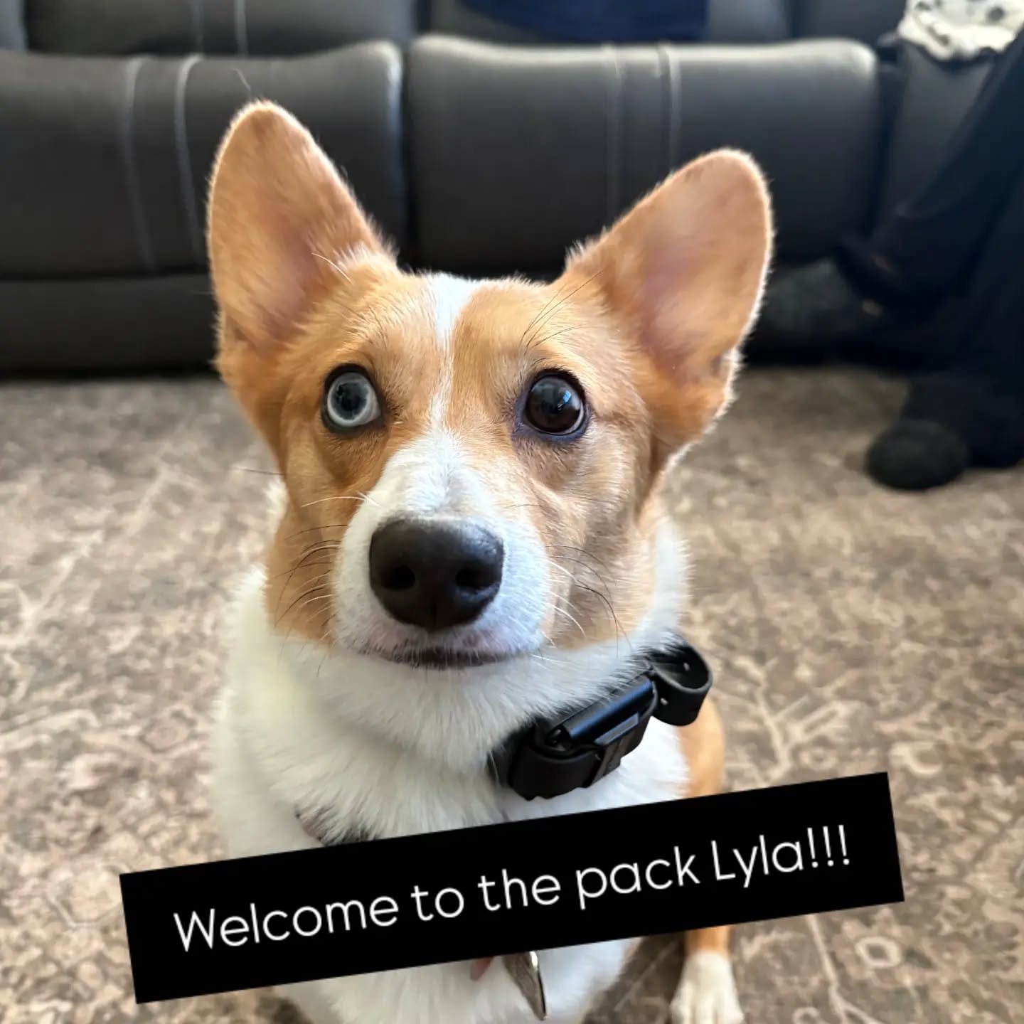 Welcome to the pack Lyla!!!