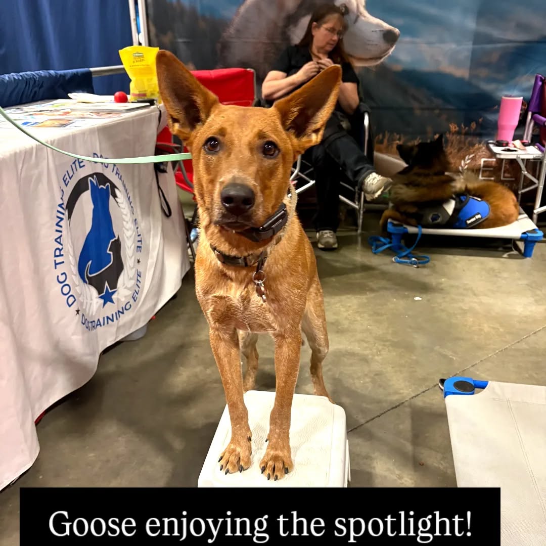 Goose enjoying the spotlight!