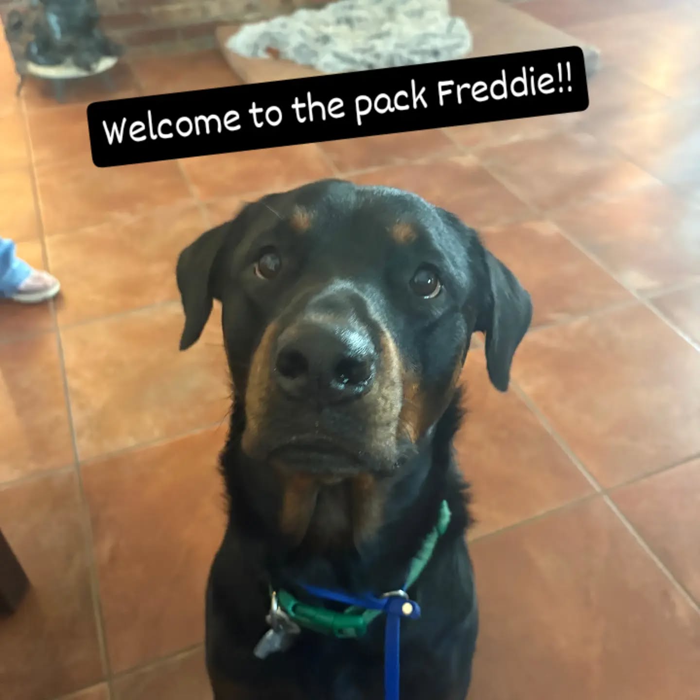Welcome to the pack Freddie!!