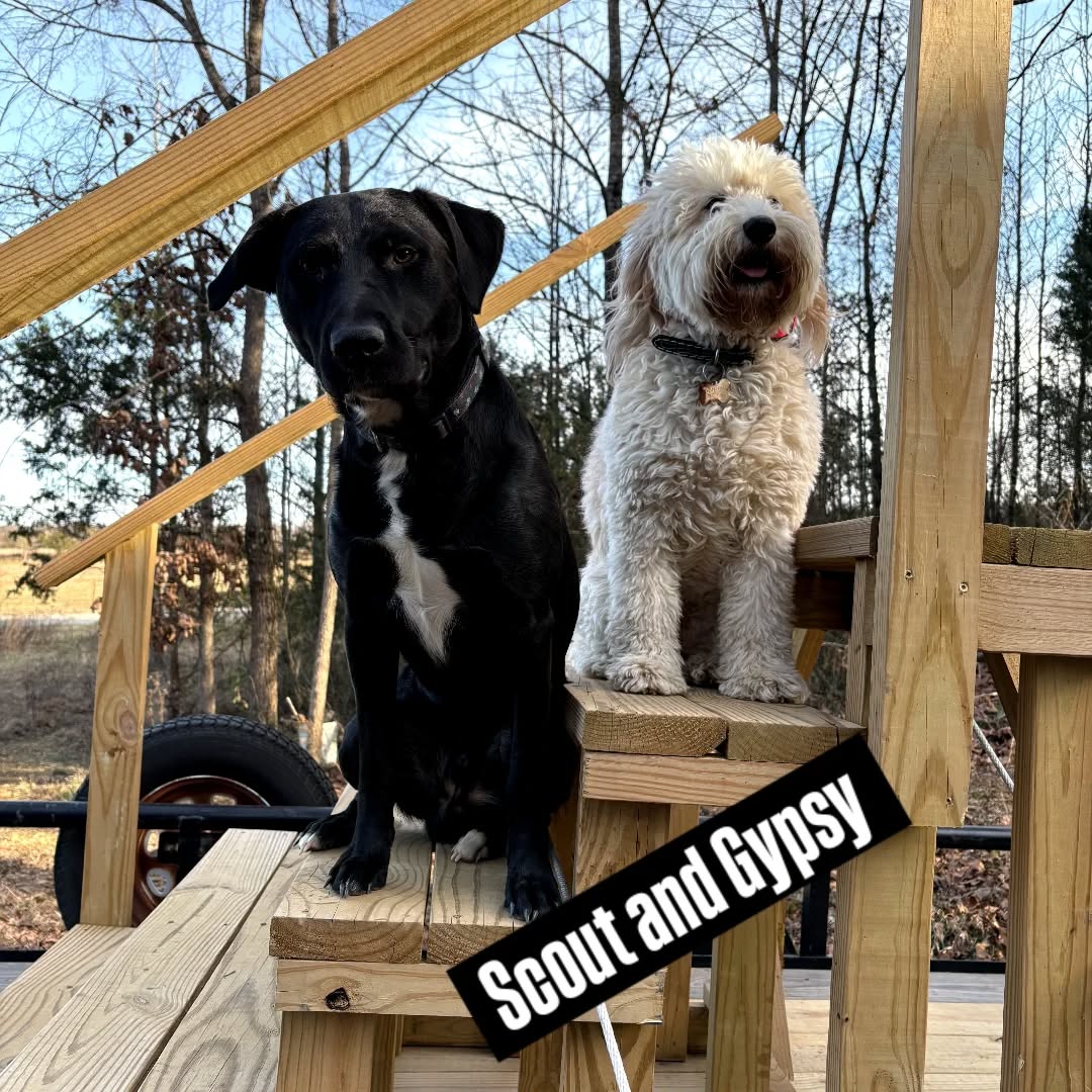 Scout and Gypsy 