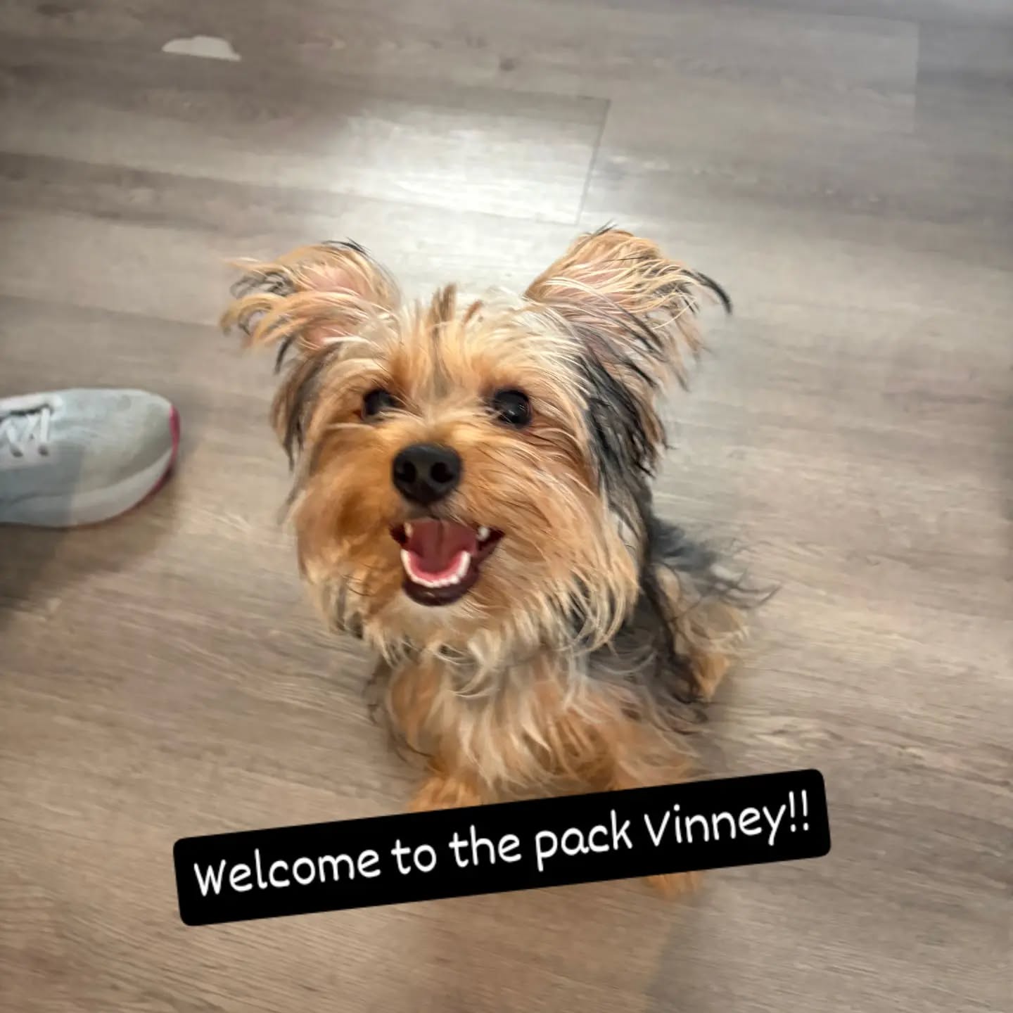Welcome to the pack Vinney!!