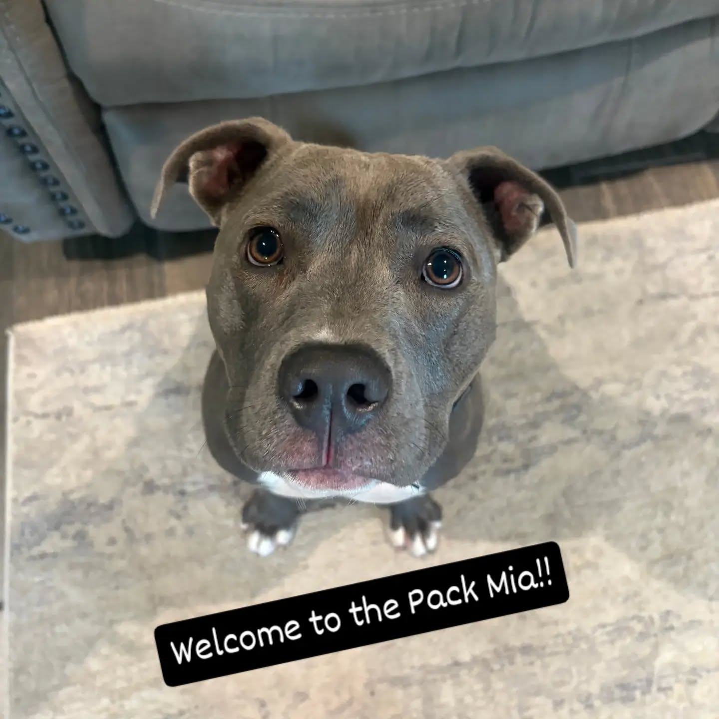 Welcome to the Pack Mia!!