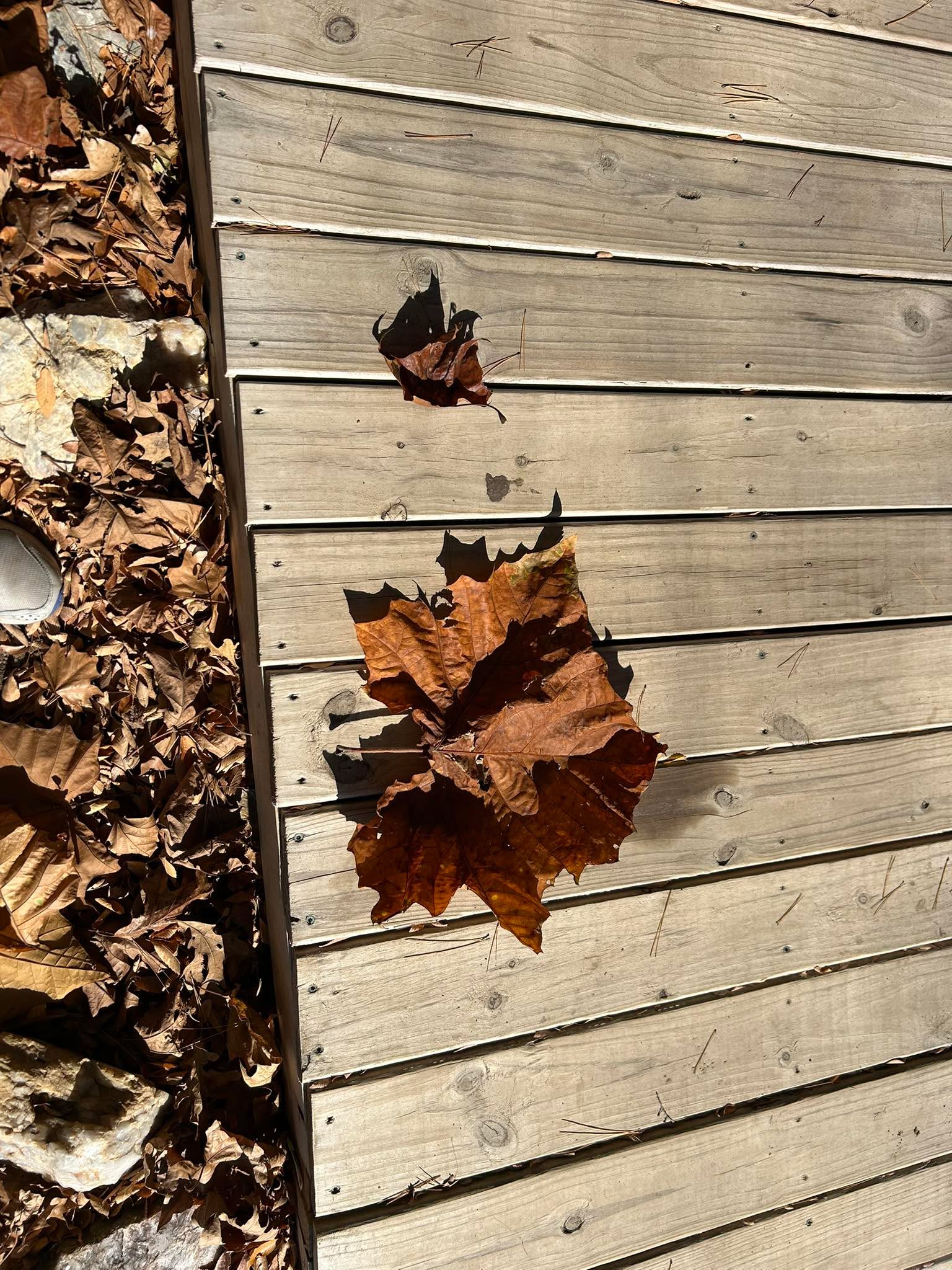All right, Facebook is messing with me. I posted the following, and Facebook posted it twice. So I tried to delete one and both disappeared. Oye. 

Something we don&rsquo;t see every day in California, this huge Sycamore  leaf!! The smaller one next to it is more what we see. Am I in the land of the Giants?