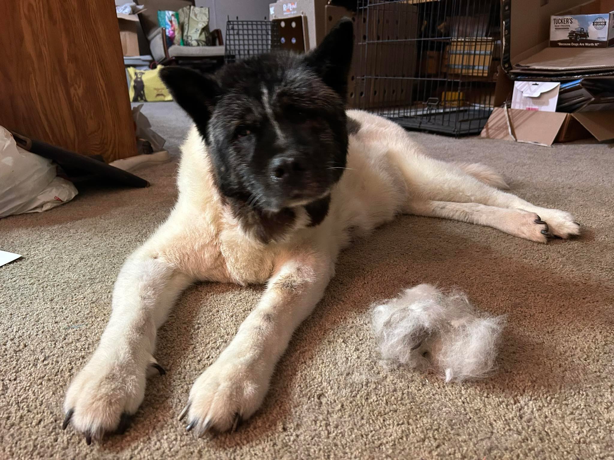 It&rsquo;s late on a Sunday and Kiki asked for a brushing. She can only handle one side a night, and a bundle of fur is what I was able to get off of her. Akita people just know! I would say the head tilt is a thank you mom.