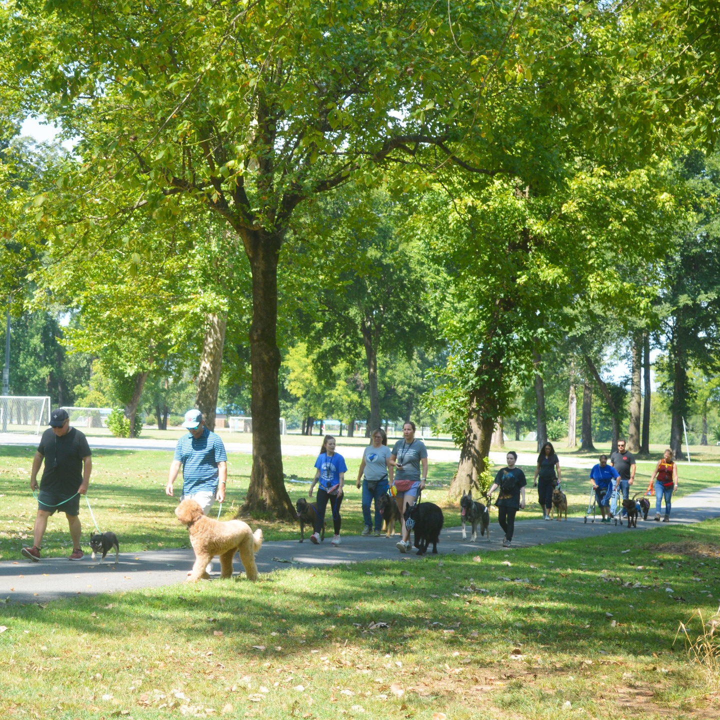 A Great way to work on socializing dogs is on a pack walk! Our dogs love their Pack Walks!