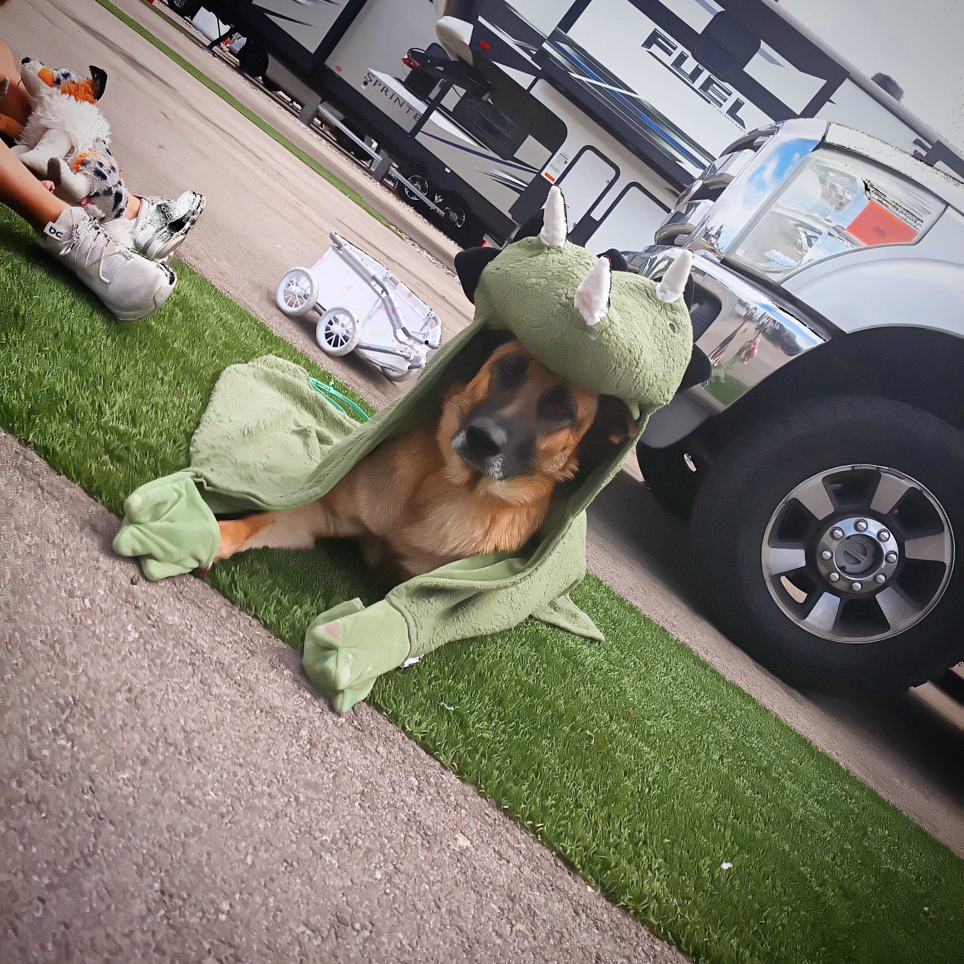 Making Good Behavior Roar! Call us today Dog Training Elite Little Rock!!