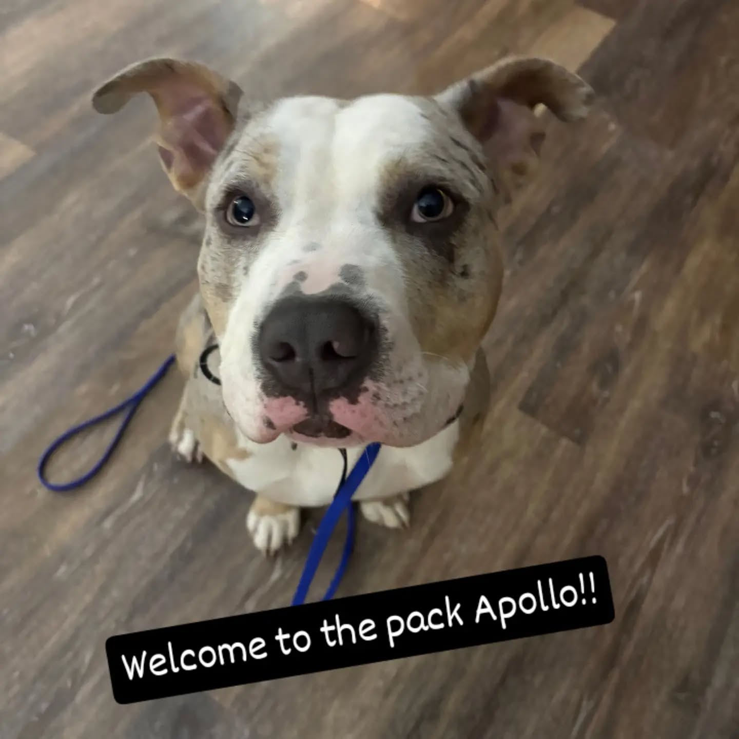 Welcome to the pack Apollo!!
