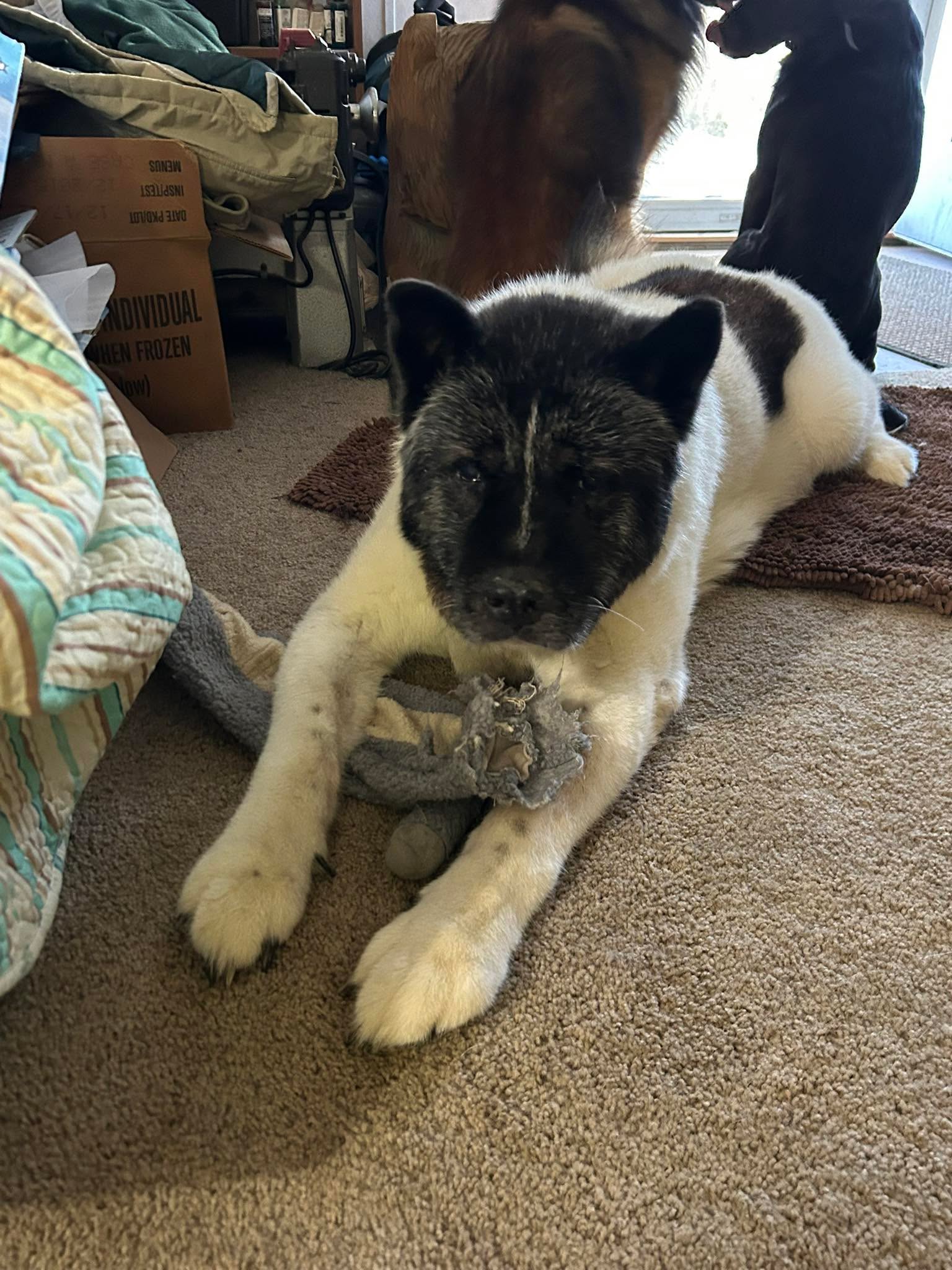 Kiki doesn&rsquo;t play with toys very often, but she certainly got caught with this one. It&rsquo;s an elephant with a noisy plastic center. The boys are in the background, waiting to go outside, to actually go chasing a ball. Their favorite event.