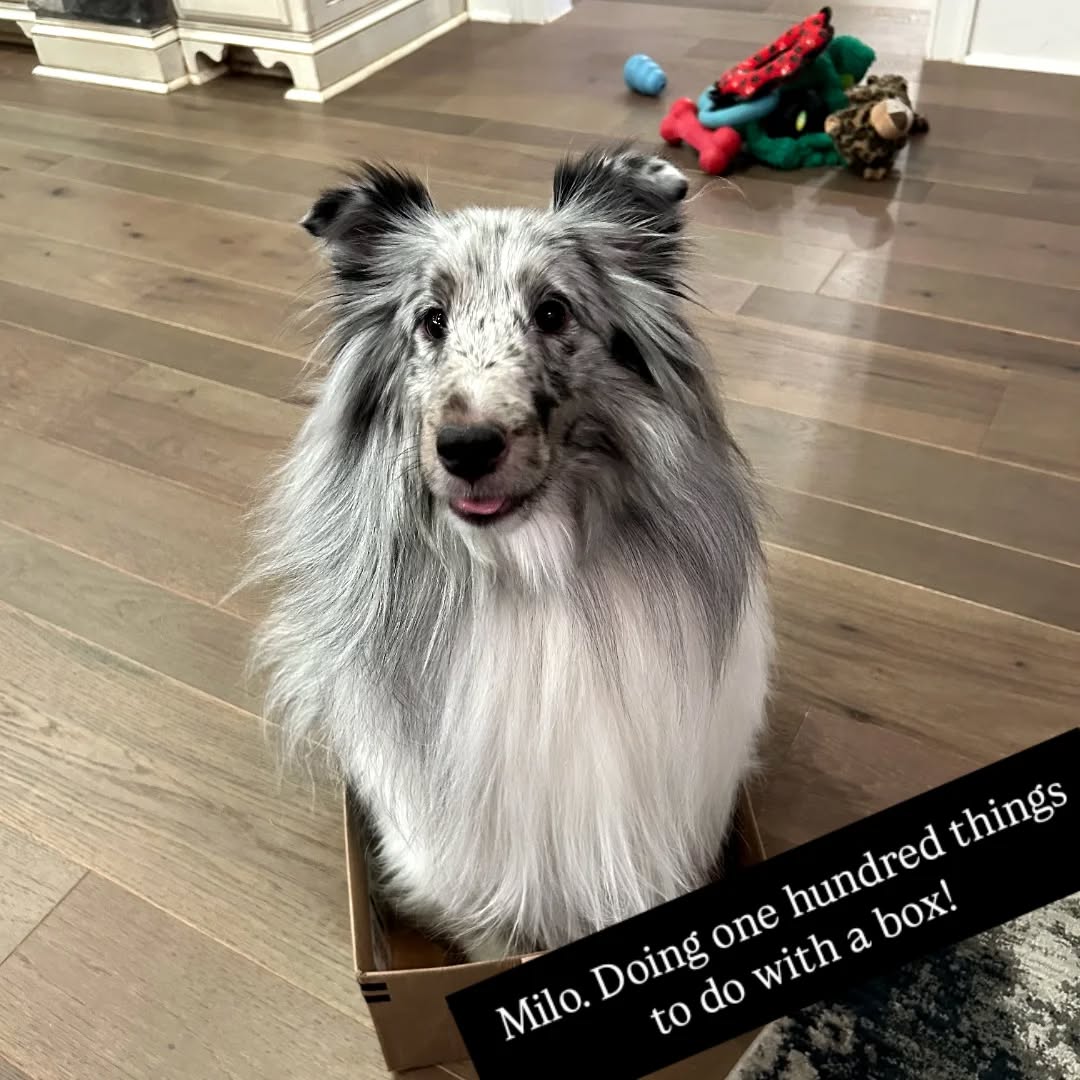 Milo. Doing one hundred things to do with a box!