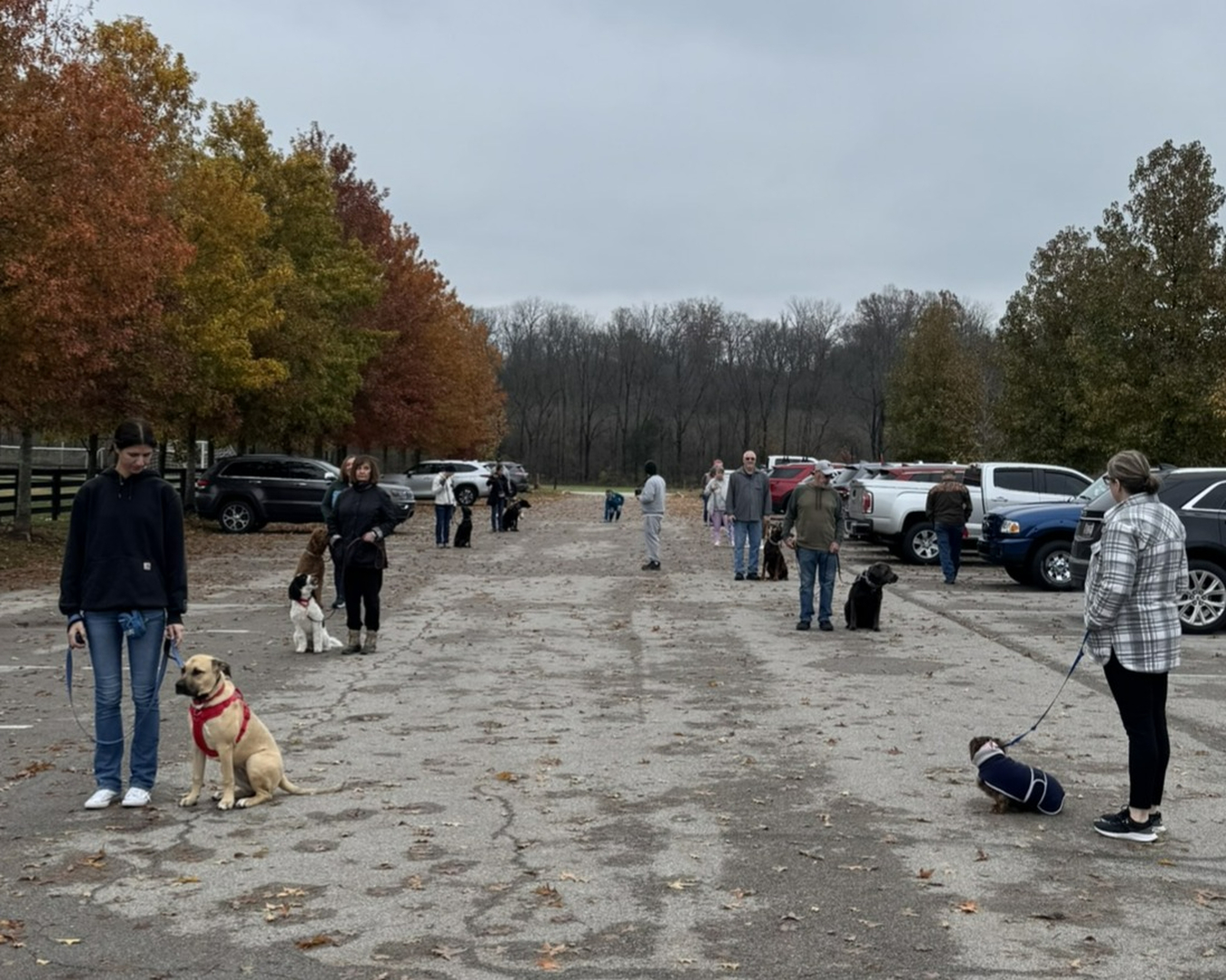 Discover a happier life with your pup thanks to Dog Training Elite Louisville! Offering a variety of programs like obedience training for dogs and specialized service dog training, we&rsquo;re here to help. Whether it&rsquo;s in-home dog training or fun group dog training classes, our expert team uses positive reinforcement to build your dog's confidence and obedience skills. We're more than just people training dogs; we help create long-term harmony between pups and families. Ready to see the benefits of elite dog training? Check us out and get started today! 
Discover more about our training solutions by visiting our website today. https://dogtrainingelite.com/louisville