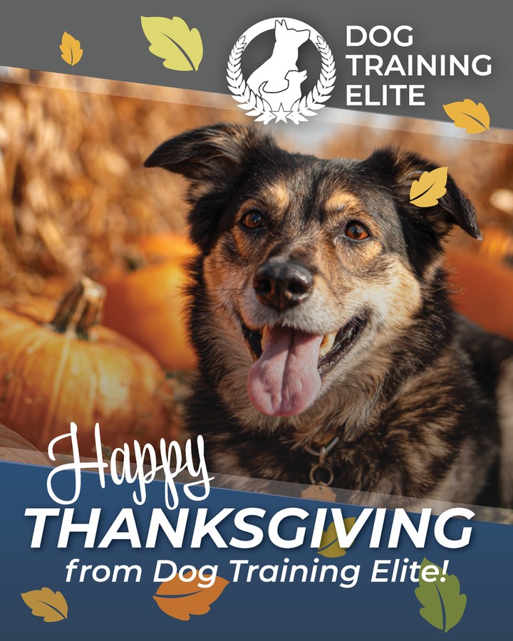 Ever wonder how your pup can be both obedient and playful? At Dog Training Elite Louisville, we specialize in achieving the perfect balance. Our services include therapy dog training and service dog training Louisville KY residents rely on. From addressing specific behavioral challenges to offering personalized in-home dog training sessions, we tailor our approach to meet your dog&rsquo;s unique needs. Whether you&rsquo;re in Prospect, Indian Hills, or right here in Louisville, we&rsquo;re your go-to dog trainers to ensure your furry friend is well-behaved and happy. Discover how we can help build strong, lasting bonds between you and your dog. Visit our website to learn more: https://dogtrainingelite.com/louisville.