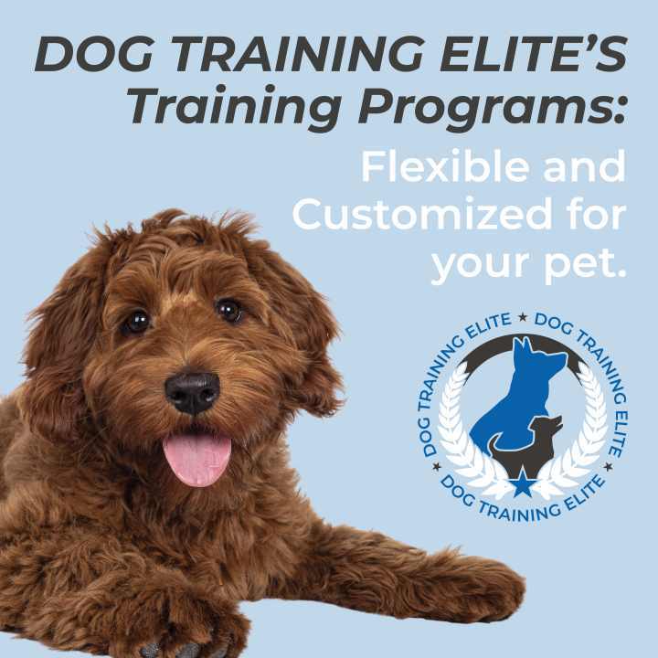 Ever struggled with teaching your pup to follow commands? At Dog Training Elite Louisville, we specialize in creating personalized dog training plans that help build loving relationships between you and your dog. Are you searching for dog training Louisville KY or dog training near me? We have what you&rsquo;re looking for! Our expert trainers delve into service dog training and therapy dog training, all designed to fit your dog&rsquo;s specific needs. From basic obedience to personalized service dog training Louisville KY, our know-how ensures your dog thrives both at home and in public settings. Make a move towards better training today! See more about us at our website. https://dogtrainingelite.com/louisville