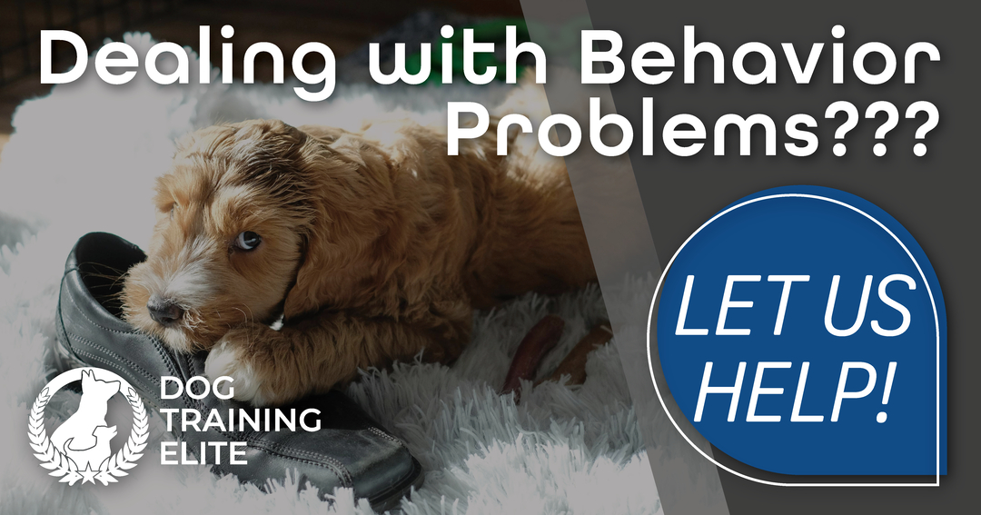 Shoe chewing, counter surfing, nonstop barking, or jumping? You&rsquo;re not alone, and your pup can learn better habits. 🐶

At Dog Training Elite Louisville, we focus on real-life manners with obedience training for dogs that fits your home and schedule. Our in home dog training helps families in Louisville, Prospect, and Indian Hills turn daily chaos into calm, one step at a time. If you&rsquo;ve been searching &ldquo;dog training near me,&rdquo; our team brings a clear plan and simple practice you can keep up with.

✔ Clear &ldquo;leave it&rdquo; and &ldquo;drop it&rdquo;
🦴 Better crate and house routines
🧠 Impulse control around people, food, and toys

Need service dog training Louisville KY or therapy dog training? We&rsquo;ll help you understand the process and build reliable skills with service dog training that&rsquo;s tailored to your goals.

Book a free in-home assessment today: https://dogtrainingelite.com/louisville