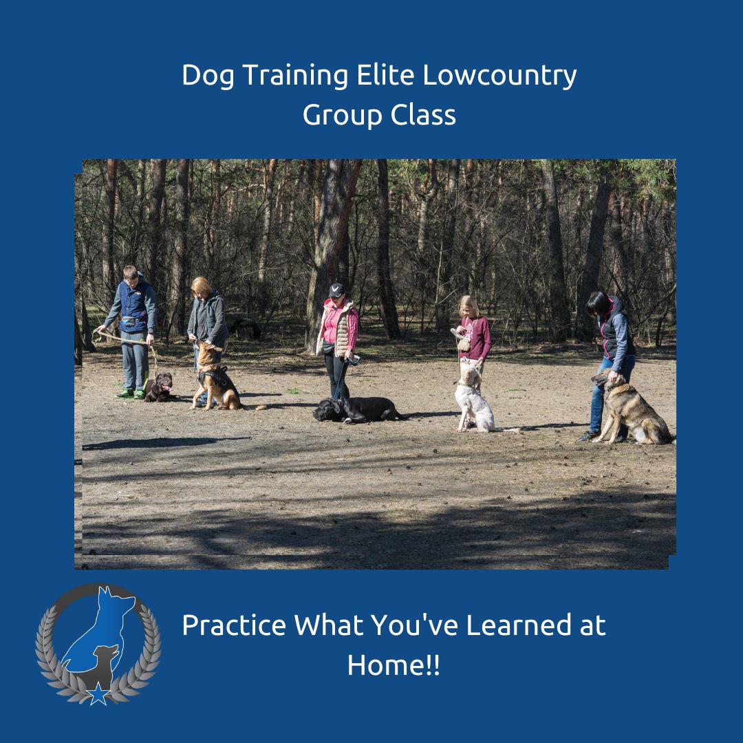 Group class is a great time to practice distraction training with your dog. 

Follow us on Facebook and Instagram to find out more about group class (and also to look at cute dog pictures and get some training tips, too!)

