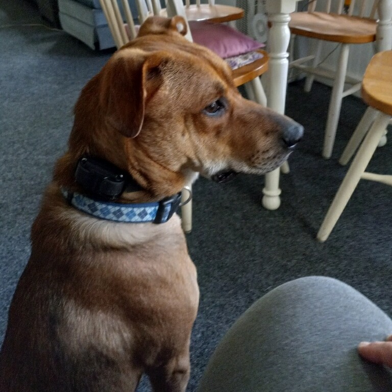 Sit, Focus, and Succeed

Focus and attention: Teaching a dog to sit on command helps develop their focus and attention skills. It encourages them to listen to and respond to your instructions, leading to better communication and overall obedience.

 