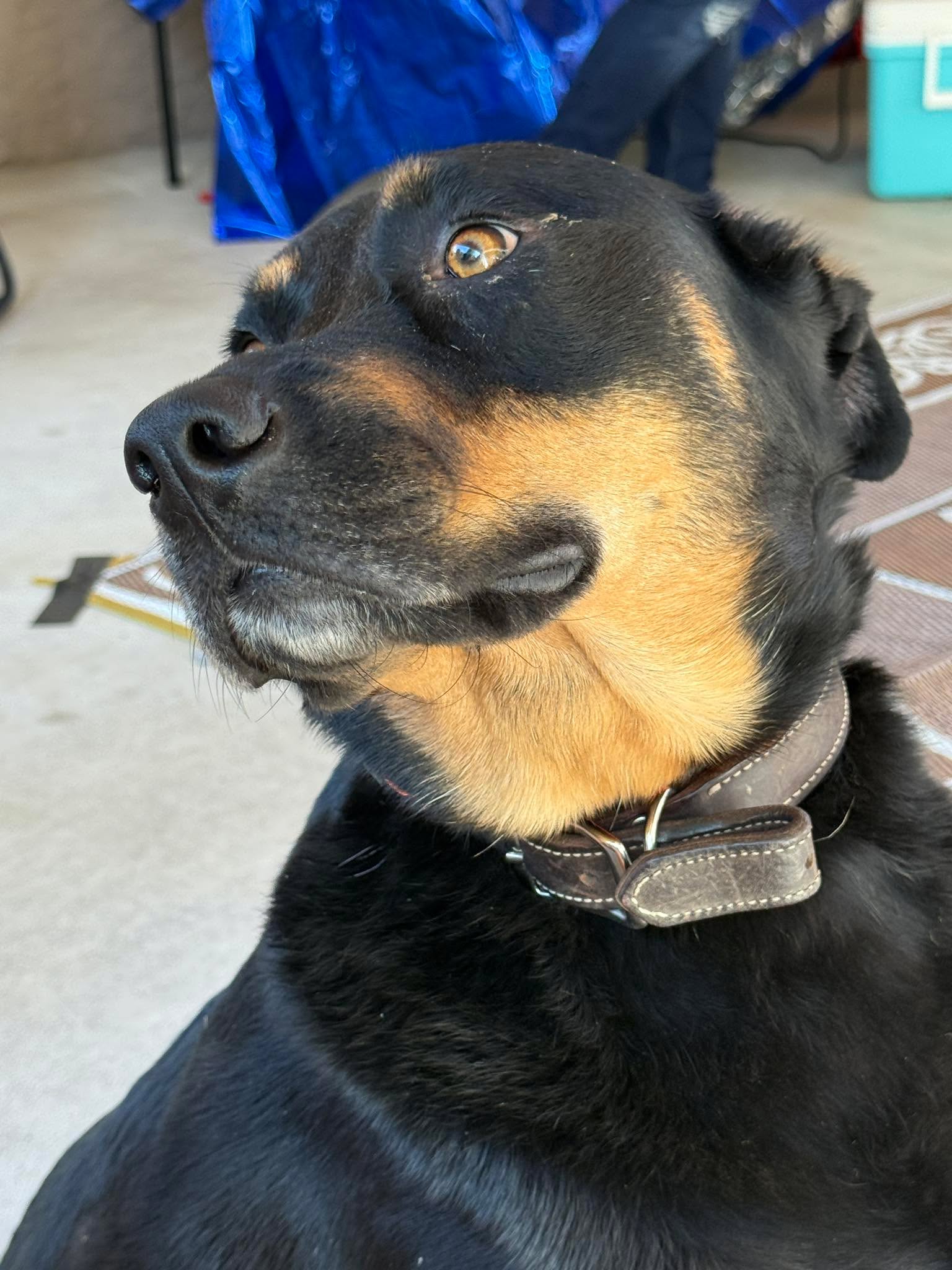 So I have a brag about my guy Hank! Tonight when I got home from work at around 9:30, I found the neighbors dog in my chicken coup. He had gotten tangled in my poultry netting. After getting him home, I was wrangling chickens and fixing the netting when I realized all my sheep were out of their paddock. So I started trying to keep them out of the woods when all of a sudden , HANK came in and herded the entire flock all the way across our property and back into the paddock. They tried multiple times to get around him and get into the woods but he ran from side to side like he has been trained to herd!!! He pushed them right into the paddock without any help from me. I was thinking &ldquo;How am I ever going to get them up being an old fat man trying to run around in the dark?&rdquo; Hank came to my rescue!!! I love this amazing dog!!!