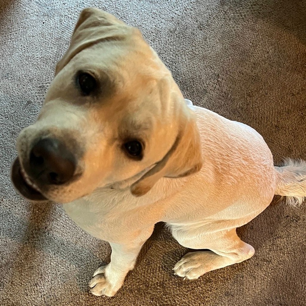 From Chaos to Calm

Impulse control: 

The sit command teaches your dog to exhibit self-control. It helps them learn to resist impulses like jumping, lunging, or rushing out the door. 

This skill is crucial for their safety and the well-being of those around them.

 