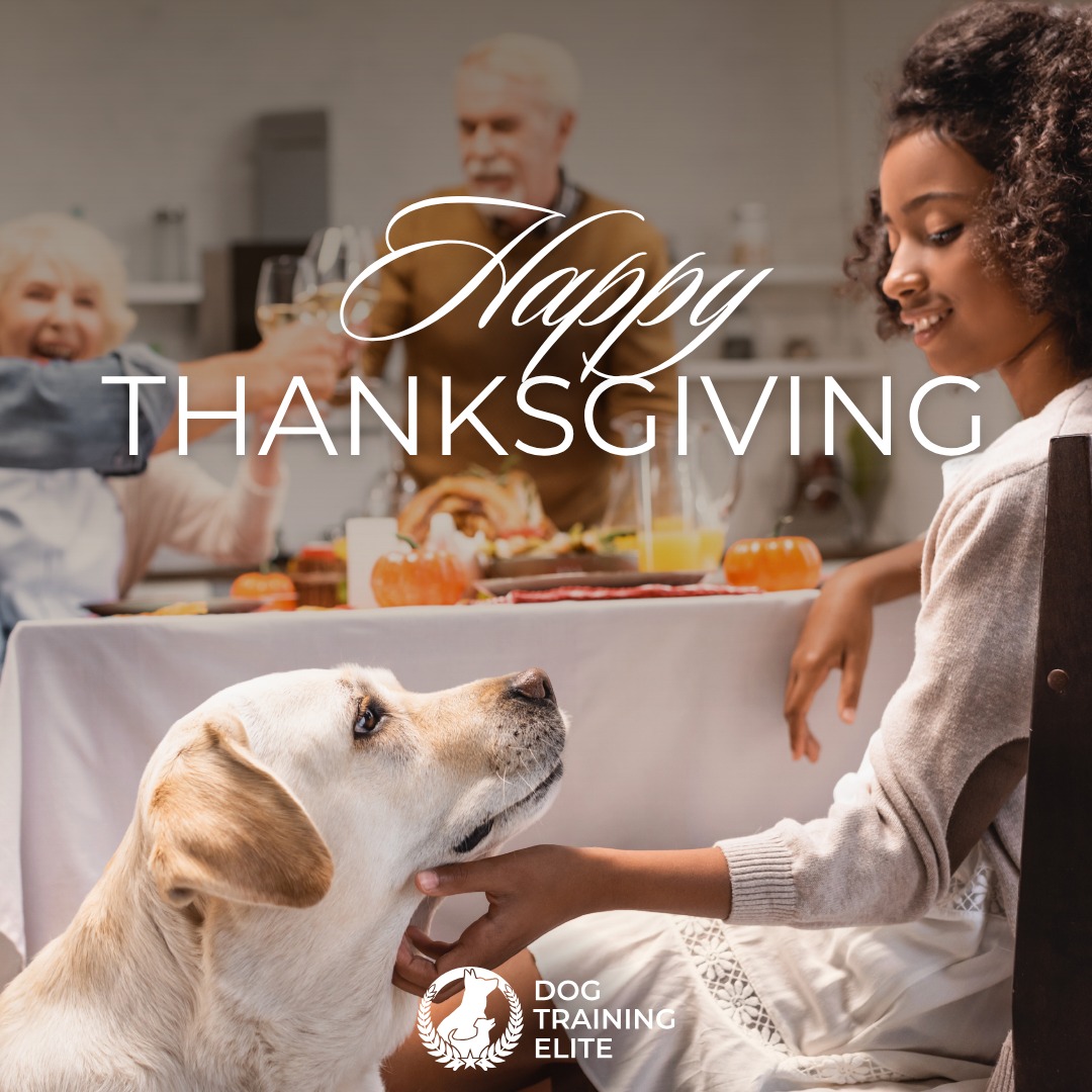 🦃 Happy Thanksgiving from Dog Training Elite Lowcountry 🐶

This season, we're reflecting on how grateful we are for the amazing dogs and families we get to work with every day. Thank you for allowing us to be part of your dog's training!

