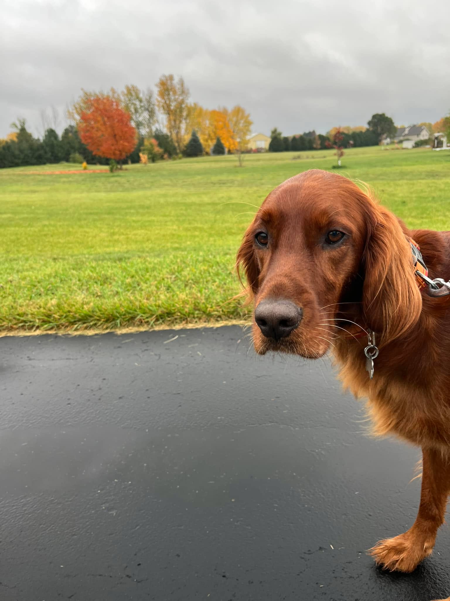 Please welcome Tully to the DTE Madison pack! Tully is working on his obedience skills. 