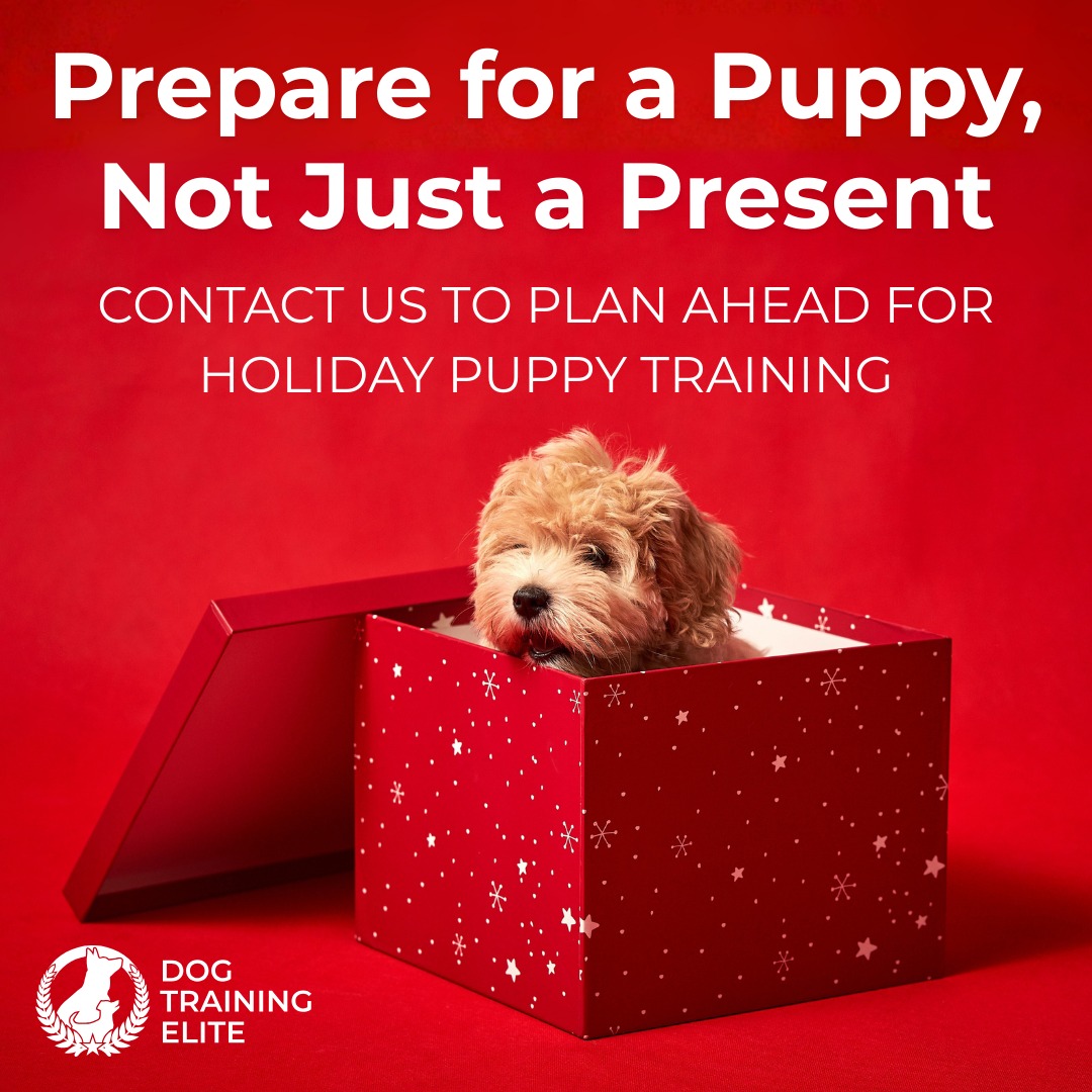 Thinking about getting a dog for the holidays? 

Puppies can bring a lot of joy, but they also bring responsibility. Before you surprise the family, ask yourself:

🎁 Do you have the time to care for and train a dog every day?
🎁 Are you committed to starting consistent training from day one?
🎁 Are you financially ready for vet visits, food, grooming, and dog classes?
🎁 Is your home prepared with the basics like a crate, leash, and safe space?

If you've considered the above and are ready to welcome a puppy, Dog Training Elite Michiana can help you build a strong bond with in-home, personalized training.

Call today to learn about our Puppy Plus training package!

