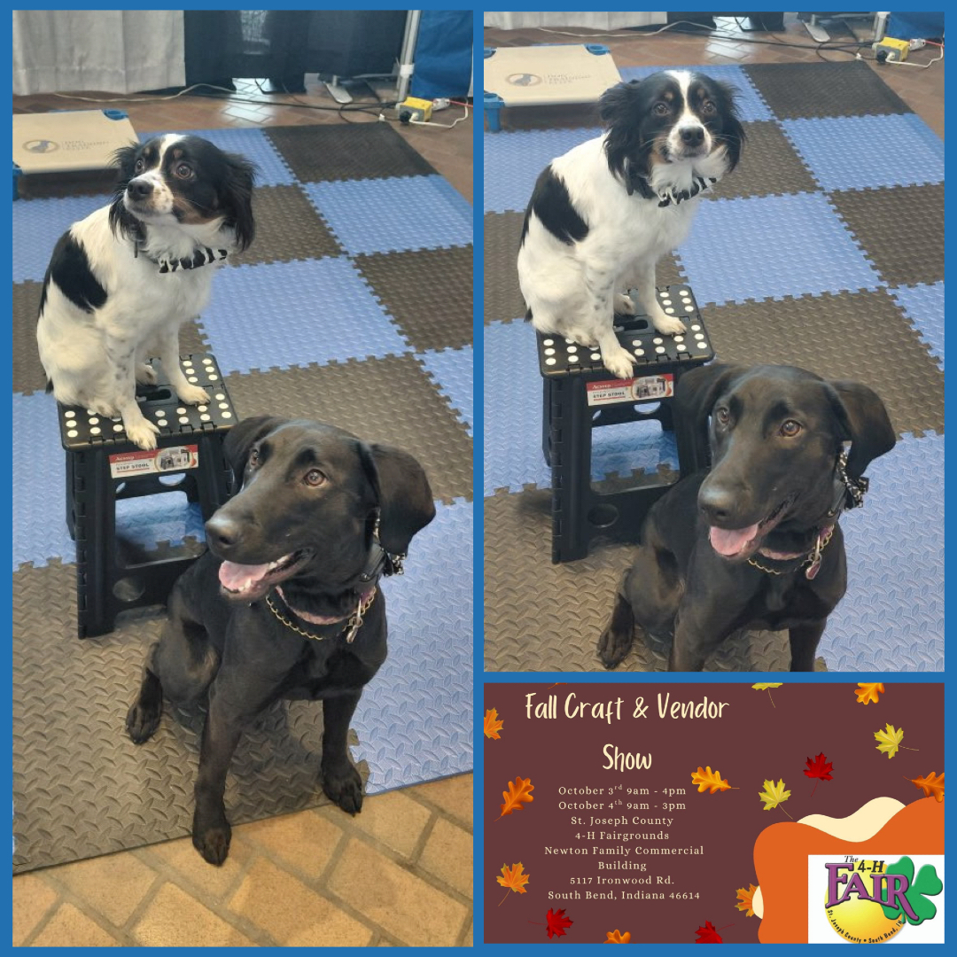 🍂🐾 Come see us at the Fall Craft & Vendor Show! 🐾🍂
We&rsquo;ll be set up and ready to meet you, and Indiana & Roxy can&rsquo;t wait to say hello! 🐶💙 Stop by our booth, meet the pups, learn more about Dog Training Elite &ndash; Michiana, and check out what we have to offer.
📍 St. Joseph County 4-H Fairgrounds &ndash; Newton Family Commercial Building 📅 October 3rd | 9 AM&ndash;4 PM 📅 October 4th | 9 AM&ndash;3 PM 📍 5117 Ironwood Rd., South Bend, IN 46614
Bring the family, come shop local, and most importantly&hellip; come meet Indiana & Roxy! 🐾🍁
 