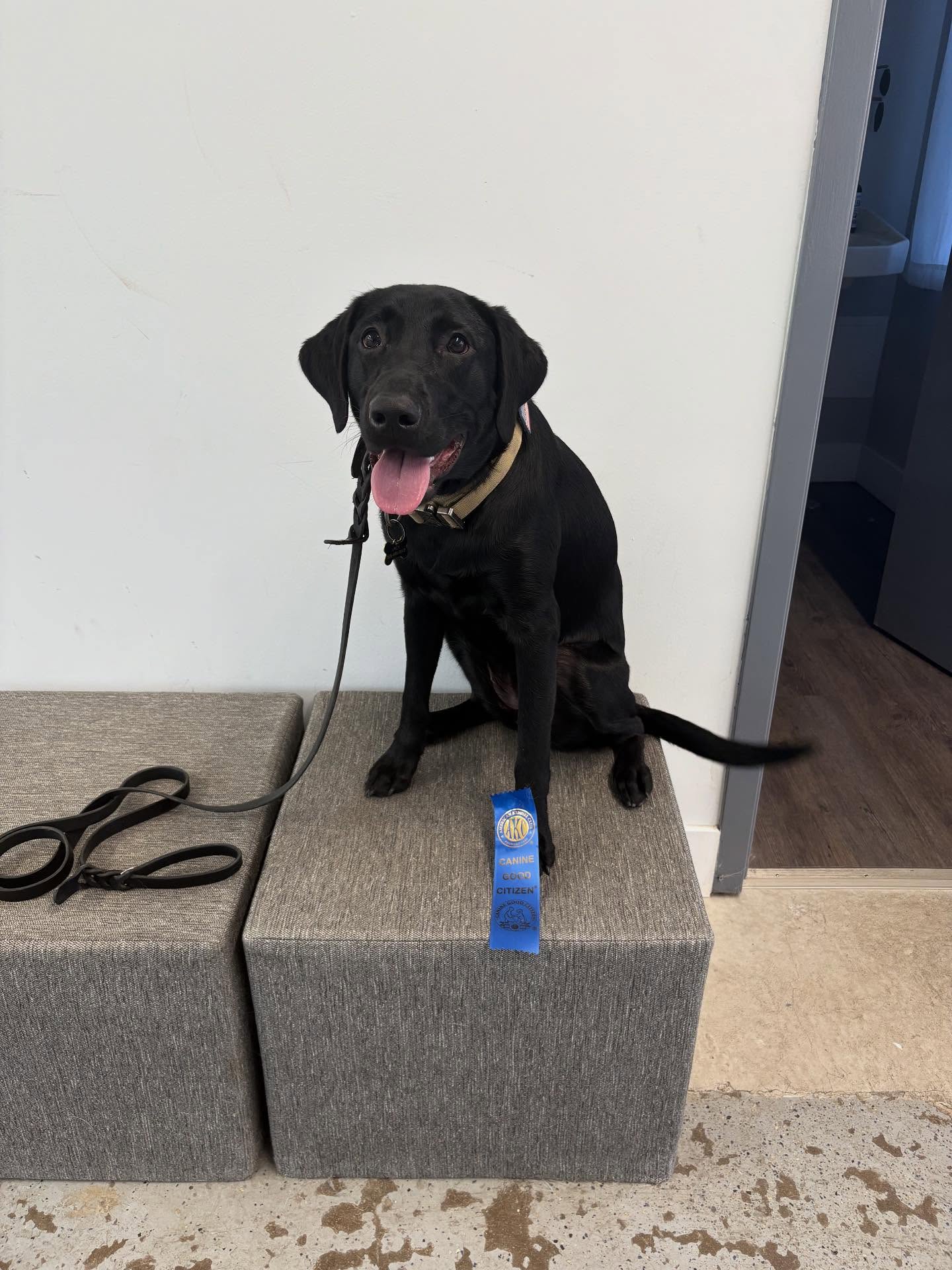 Congrats to Lacy who passed the AKC Canine Good Citizen test on her way to becoming a service dog! 