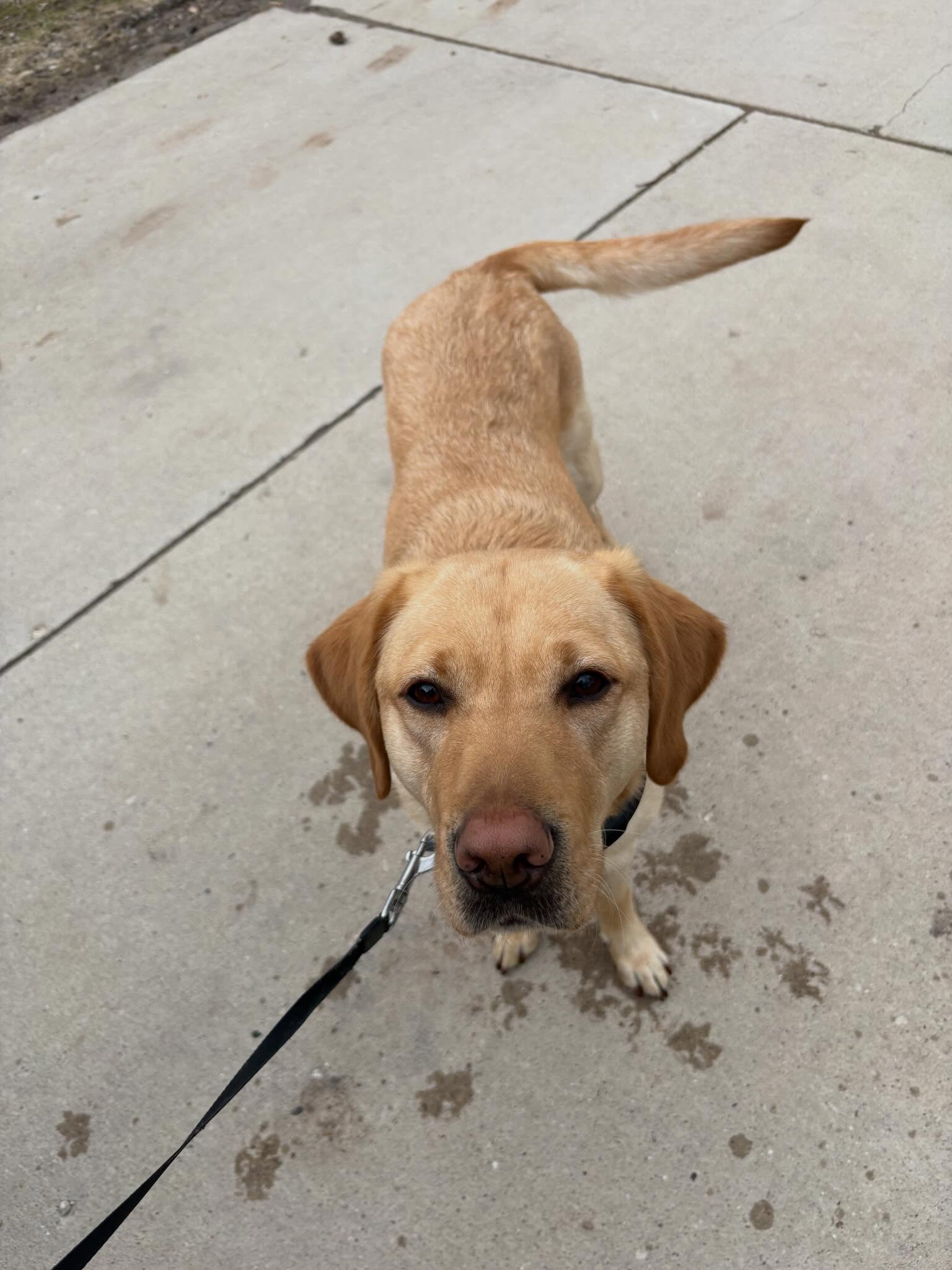 Another repeat customer!! This is Jala. Jala is going through obedience training with us to sharpen up her skills. Her brother from a different mother went through our service dog training program last year. Welcome to the Pack, Jala! 