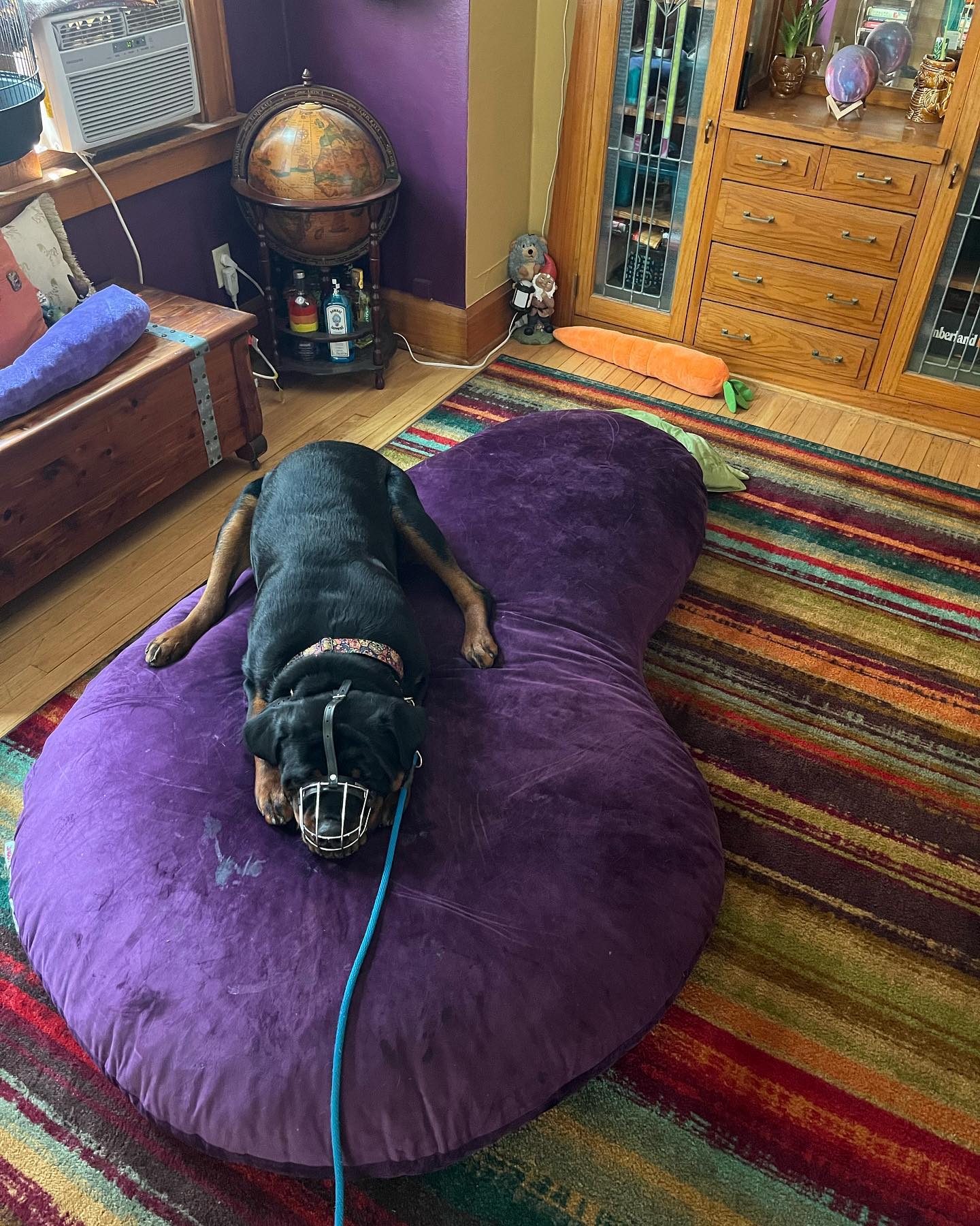 This is Axel. Axel is a 11 month old 120 lbs Rottweiler who has used his weight (and sometimes his teeth!) to be bossy and ill-mannered. Here he is working on the command of place. And yes, he is placing on a gigantic eggplant 😳 