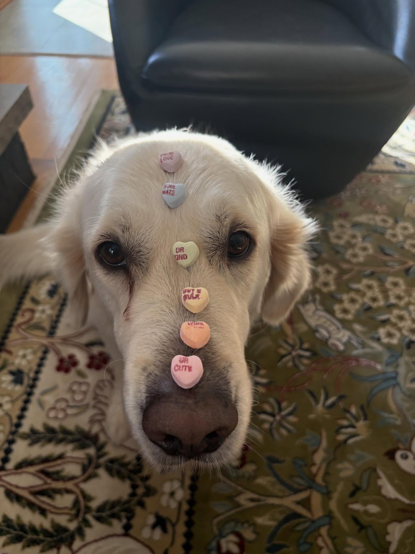 Happy Valentine&rsquo;s Day from Hank and Dog Training Elite Milwaukee!