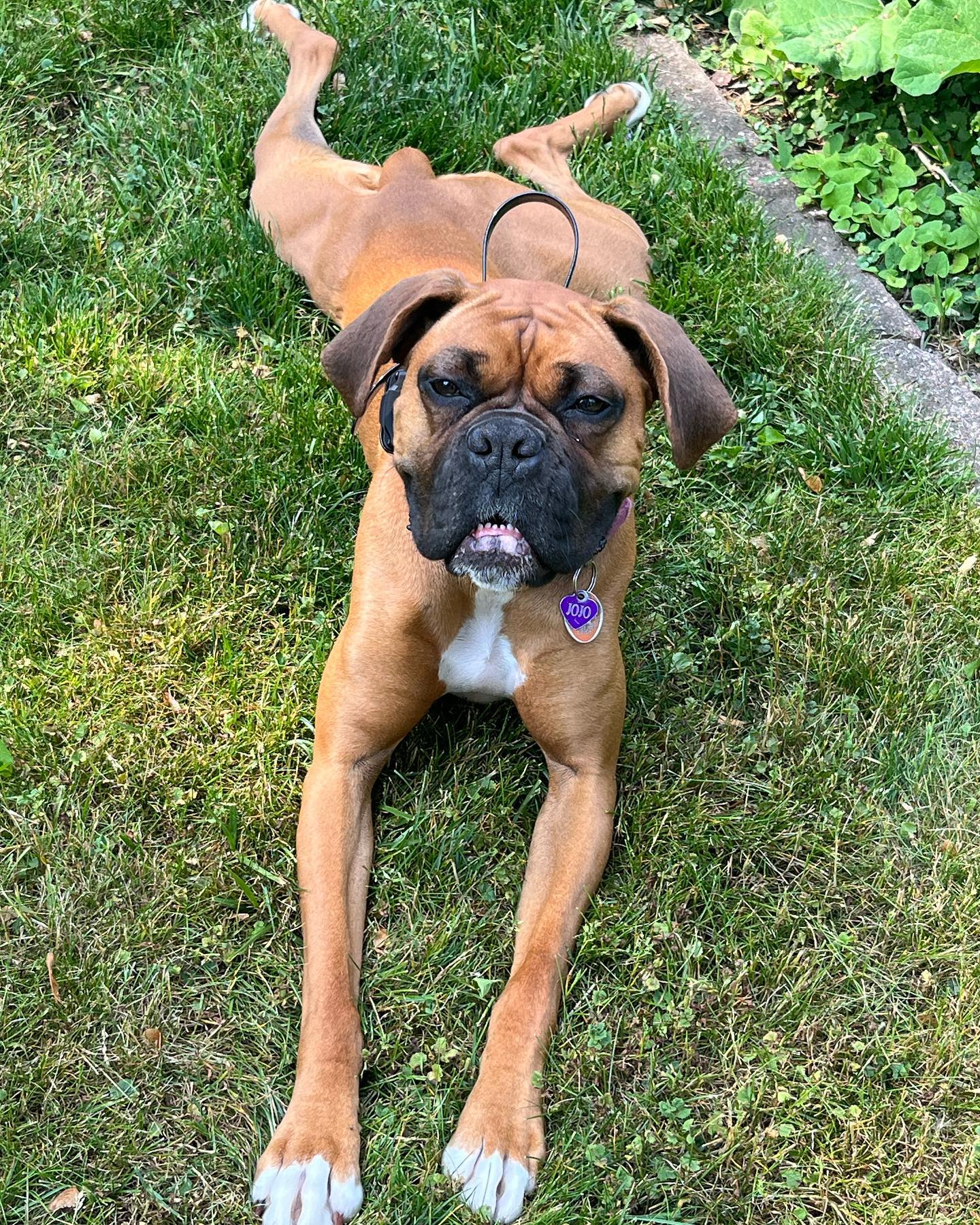 I&rsquo;m ready for my glamour shot! Where&rsquo;s my feathered boa? Meet Jojo who is working on her listening manners but not her posing abilities! 