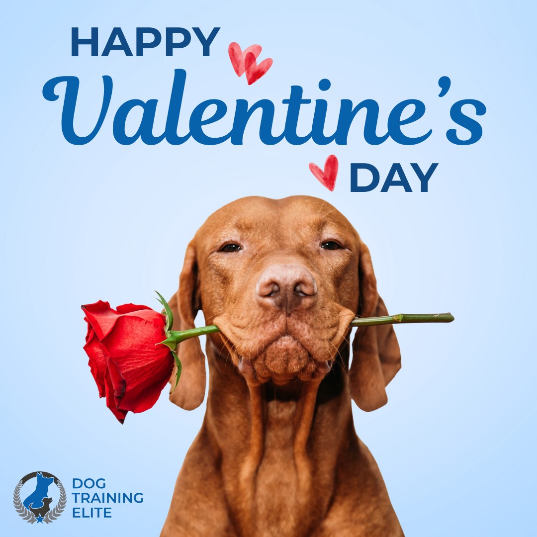 😍Ready to fall in love with your dog's behavior? 😍

There's nothing like the love, loyalty, and companionship of a well-trained dog. This Valentine's Day, we're celebrating the bond that professional training helps build between dogs and their families.

Happy Valentine's Day from all of us at Dog Training Elite. ❤️🐾

