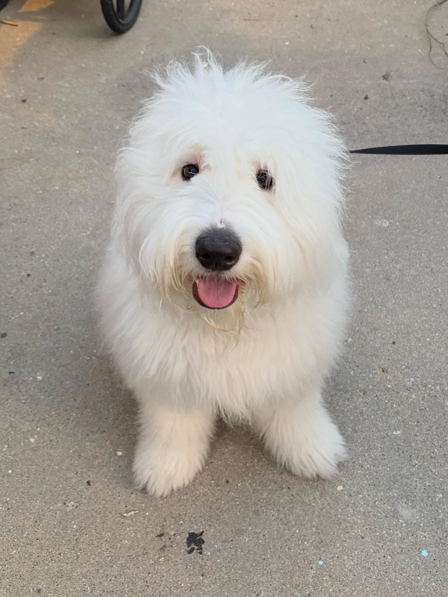 This is Fergus, the most fluffiest floofster floof of fur to ever grace my business! Gus-as he is known to his friends-is learning to be a good listener and have better manners. 