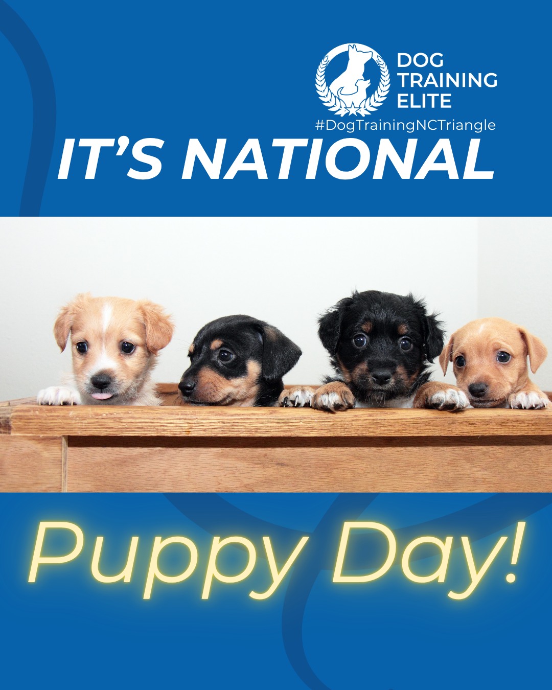Happy National Puppy Day to those who celebrate! 

Today is all about the tiny paws learning big lessons. National Puppy Day is the perfect reminder that early training sets the foundation for a confident, well-mannered adult dog.

Puppy training focuses on more than just cues. It helps with healthy socialization, clear boundaries, potty routines, and building confidence in new environments. The earlier your pup learns structure, the easier life becomes for both of you.

Give your puppy the guidance they need to grow into a calm, reliable companion.

🐶 Whether it&rsquo;s leash manners, obedience, or service training, Dog Training Elite North Carolina Triangle offers personalized programs near Laurel Hills Park and Duke Park, helping dogs shine all winter long. Cozy season, confident pups. ✨
📍 https://maps.app.goo.gl/igo1KzzLjdteZCGM9



