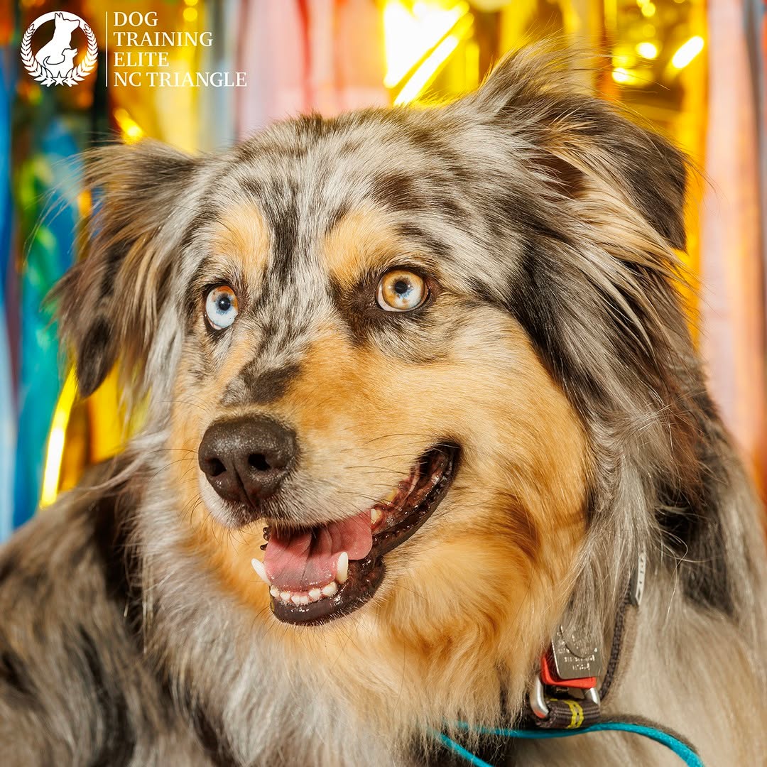 If you're like us summer is a busy, hectic, and fun time of year. Make sure to schedule some time at group class so your best friend continues to develop in their training.

Obedience group class is each Saturday, 10am at Laurel Hills Park, 3808 Edwards Mill Rd, Raleigh, NC 27612.